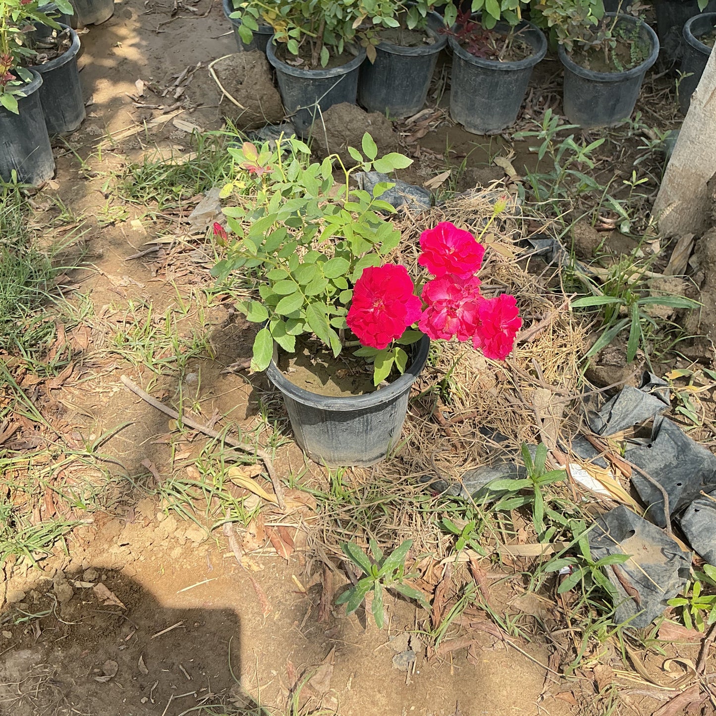 Desi Gulab Pink Plant In 6 Inch Nursery Pot
