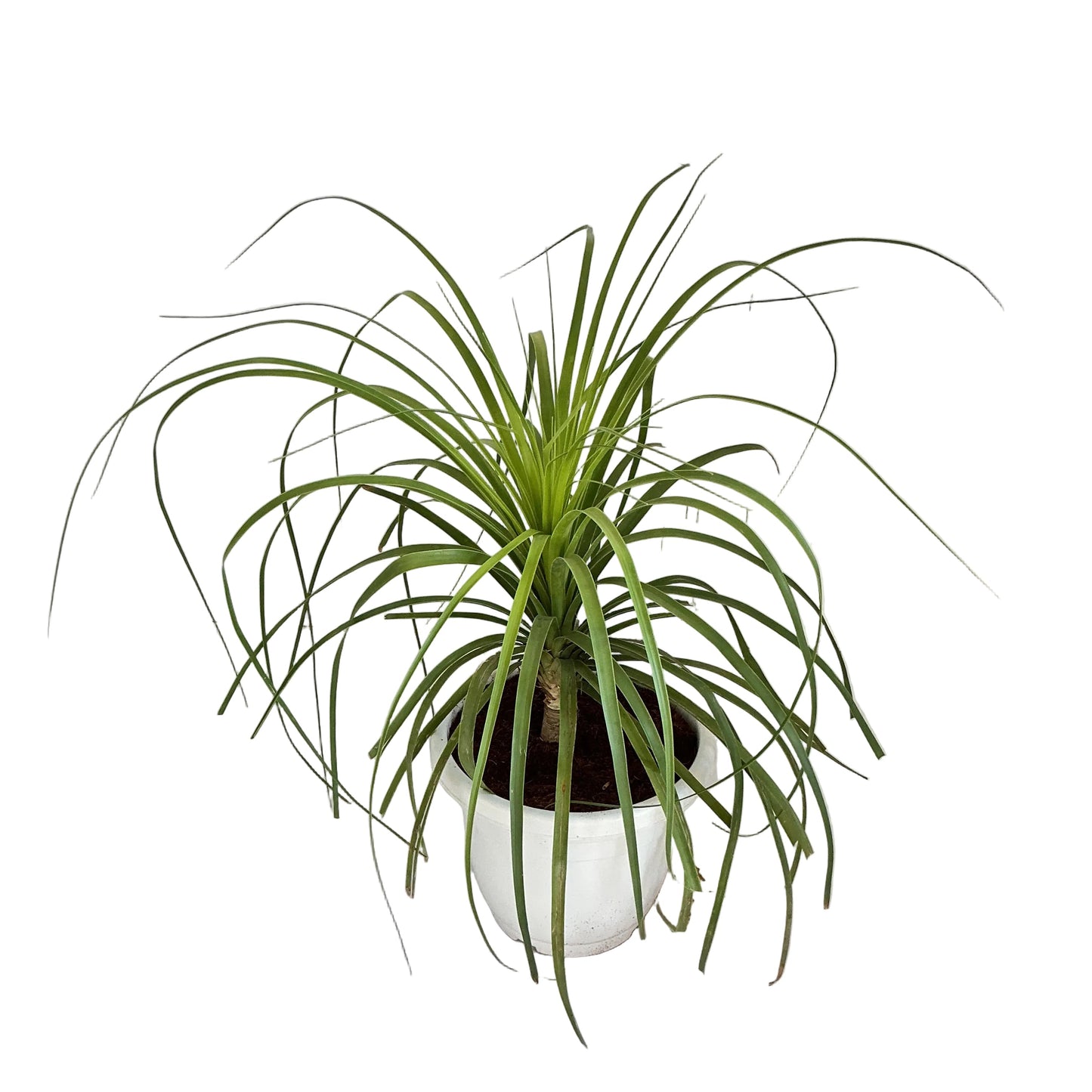 Lovelina Palm (ponytail palm) in 10 inch white classic pot.