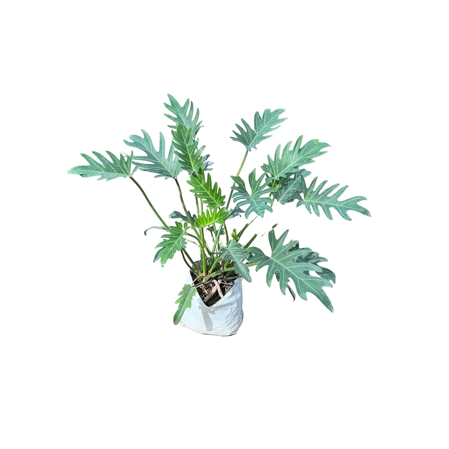 Philodendron Xanadu Plant In 6 Inch Bag