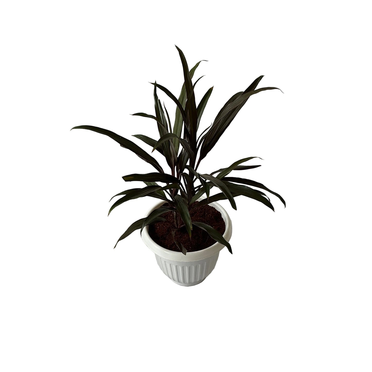 Dracaena Black Plant In 8 Inch White Olive Pot