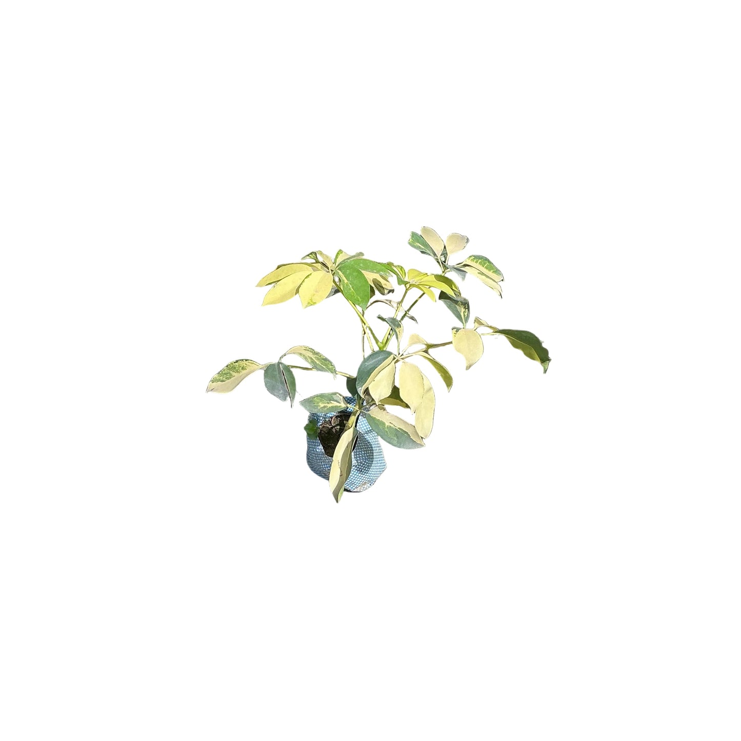 Schefflera Verigated Plant In 4 Inch Bag