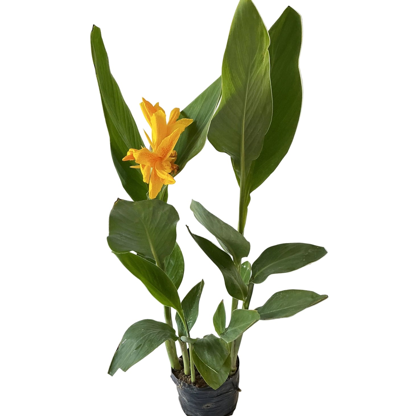 Canna lily plant In 8 Inch poly bag