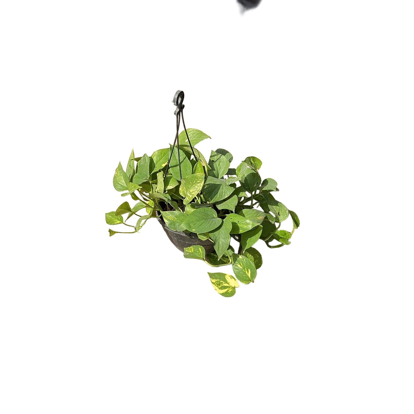 Money Plant In 7 Inch Hanging Basket Pot