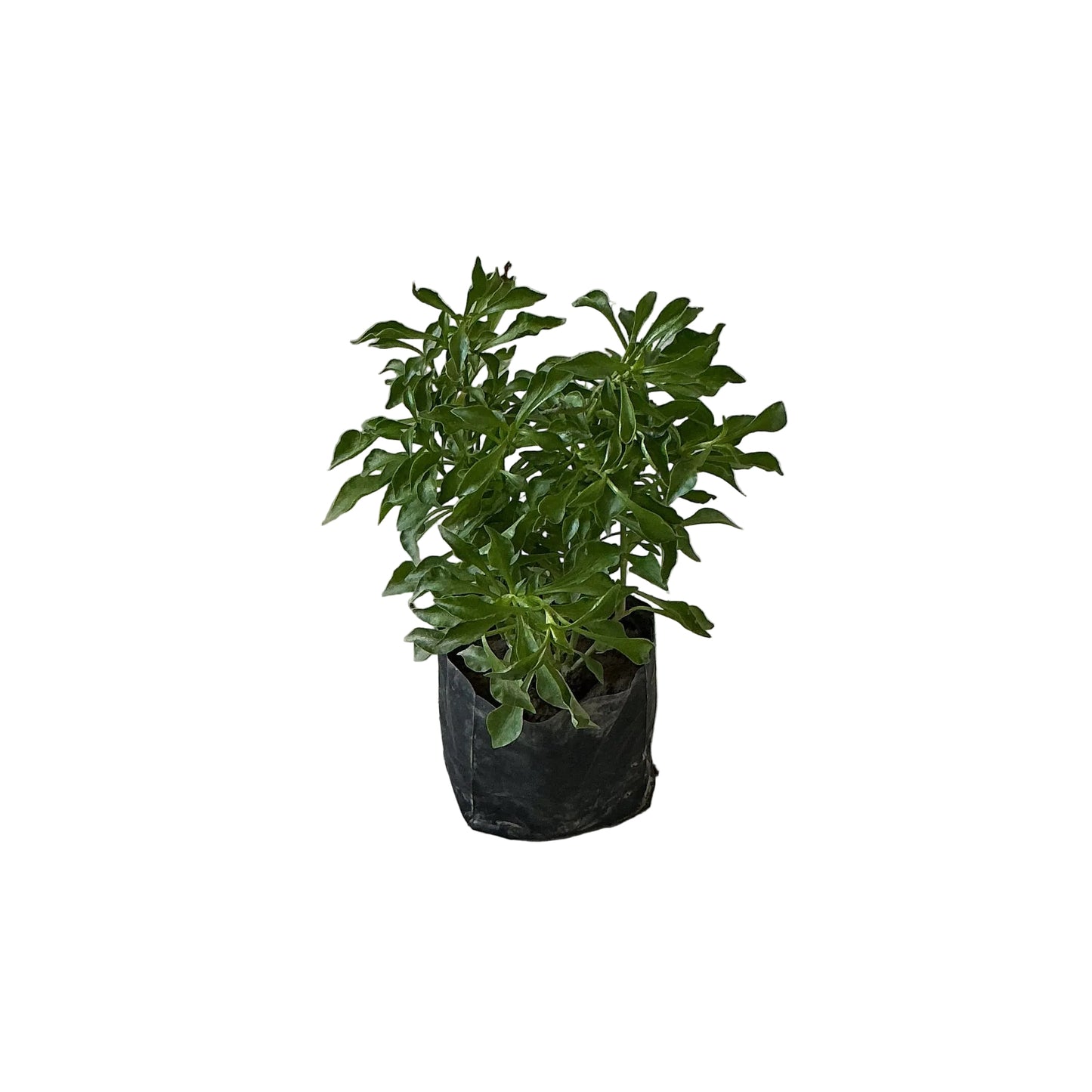 Alternanthera Green Plant In 4 Inch Poly Bag