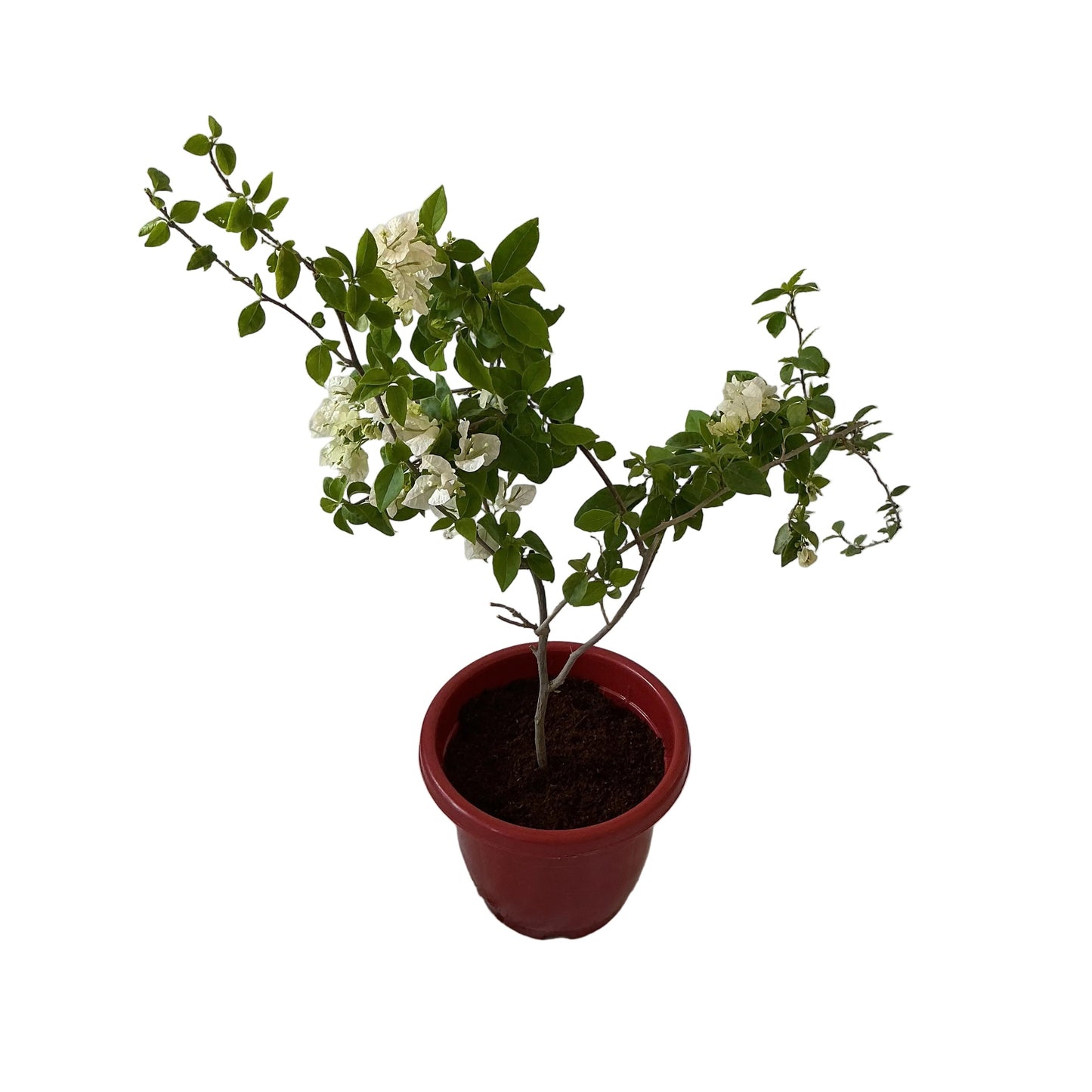 Bougainvillea Flower Plant In 10 Inch Red Classic Pot