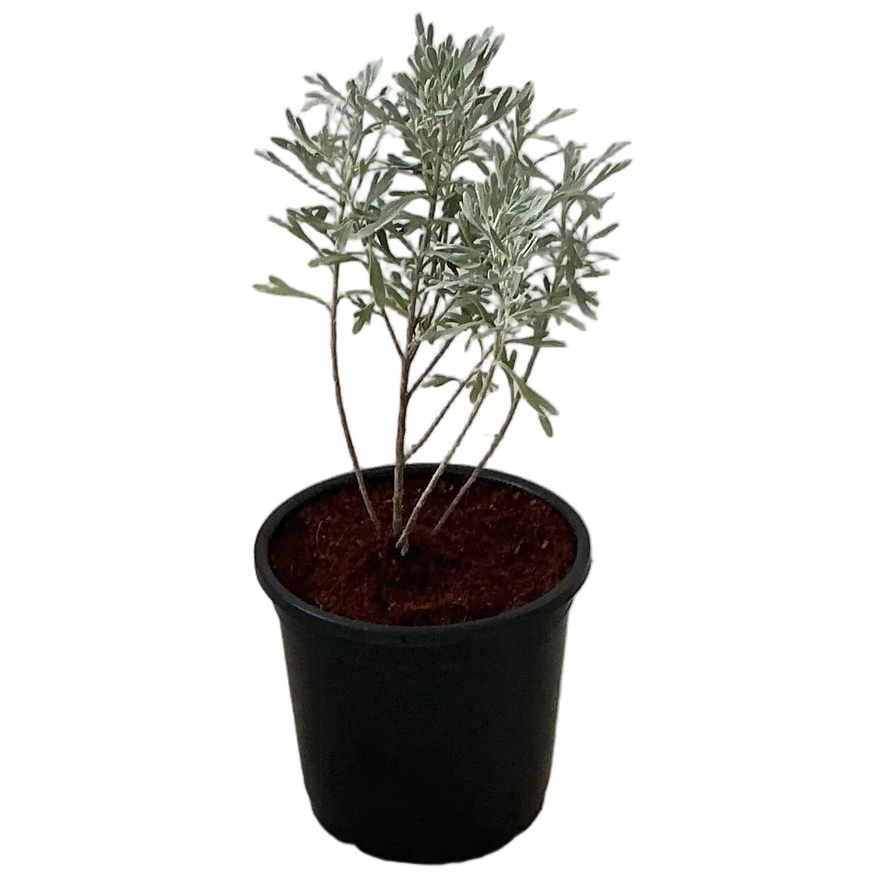 Lavender Plant In 6 Inch Nursery Pot