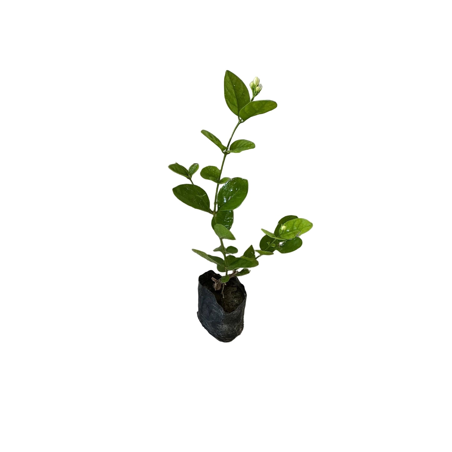 Mogra Flower Plant In 4 Inch Poly Bag