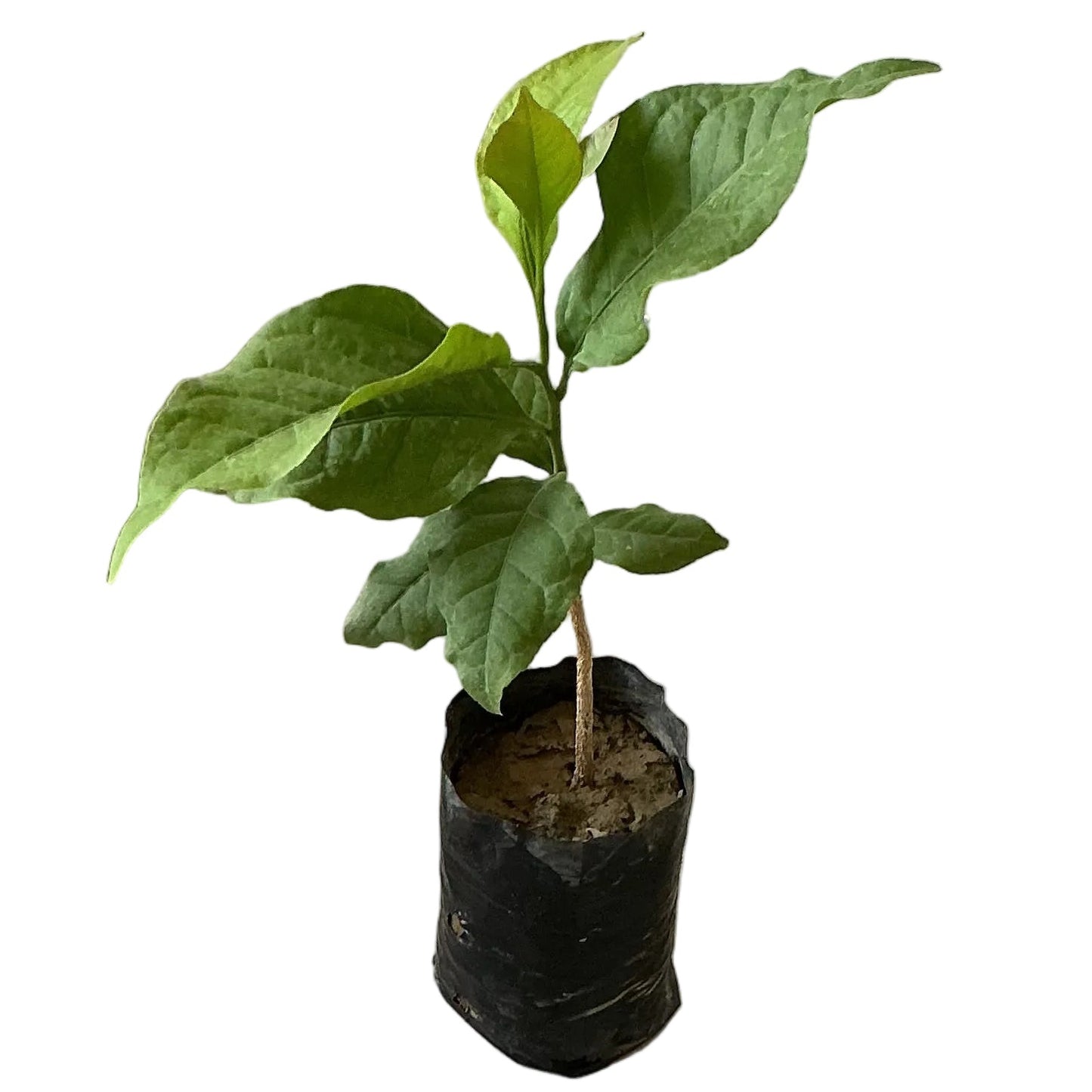 Bel Pattra Plant In 4 Inch Poly Bag