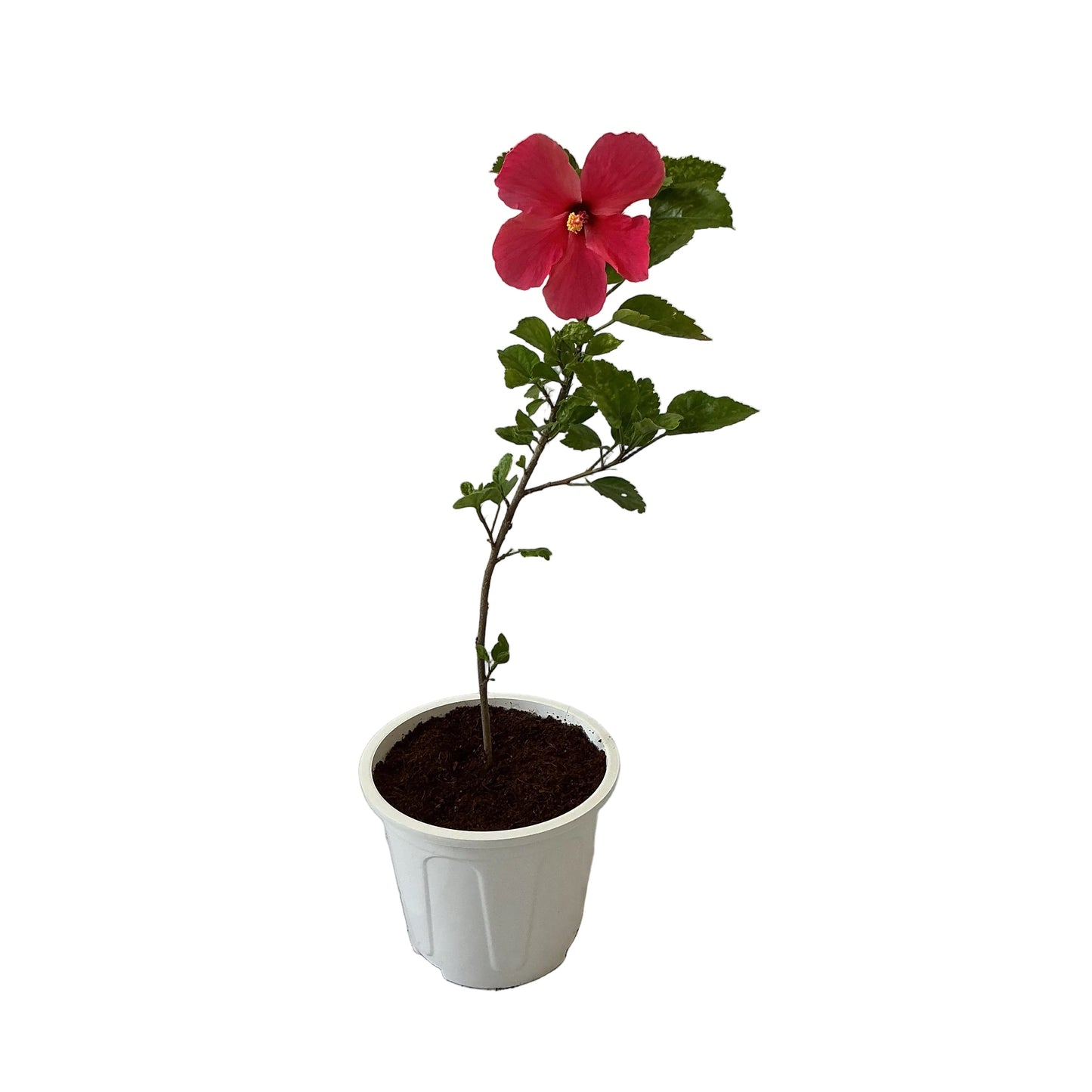 Hibiscus Gudhal Plant In 8 Inch White Nursery Pot