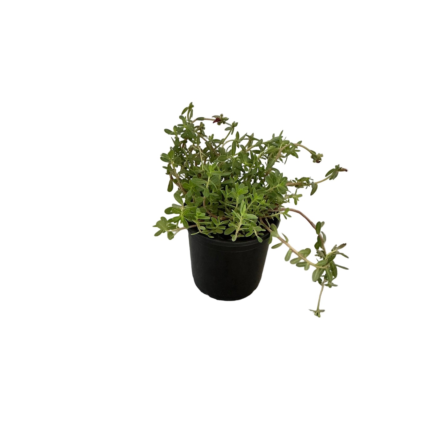 Kulfa Plant In 6 Inch Nursery Pot
