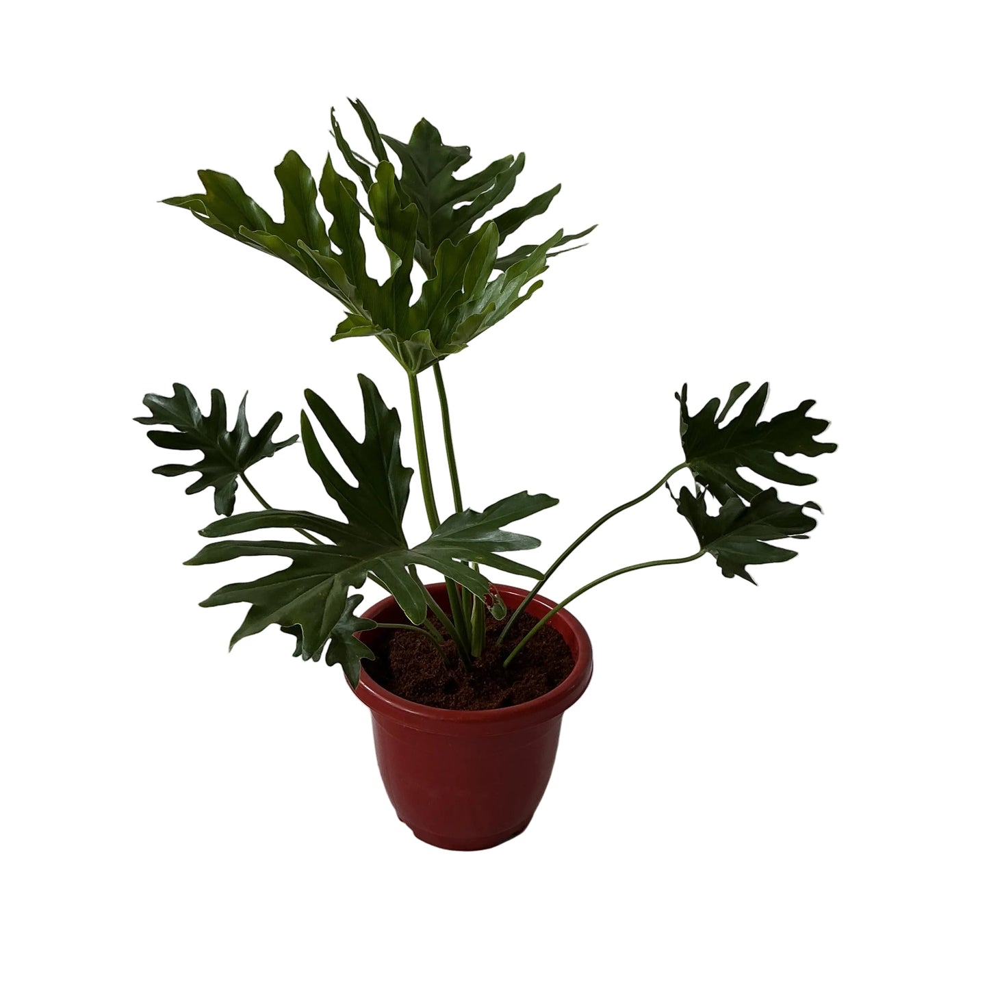 Philodendron Selloum Plant In 10 Inch Red Classic Pot