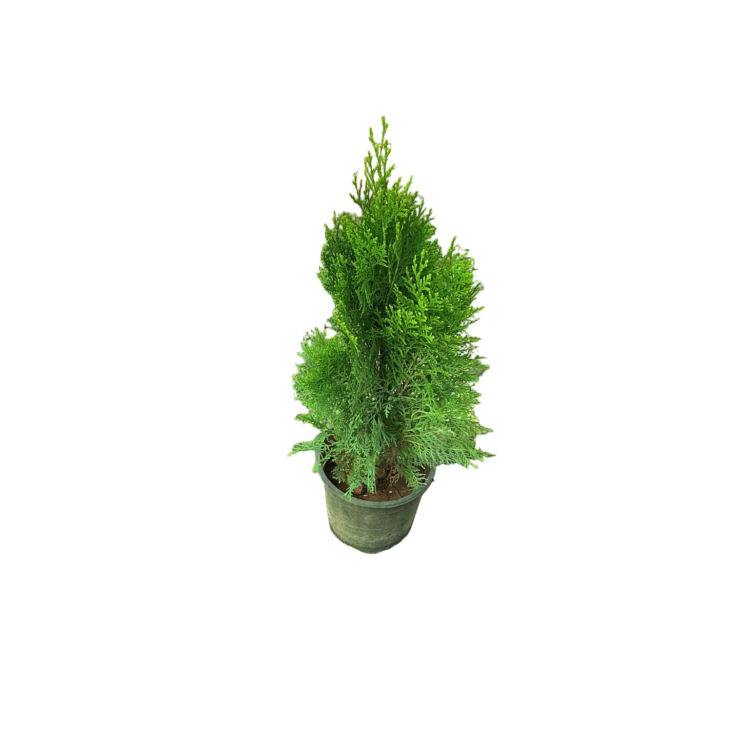 Mayurpankhi Plant In 6 Inch Nursery Pot