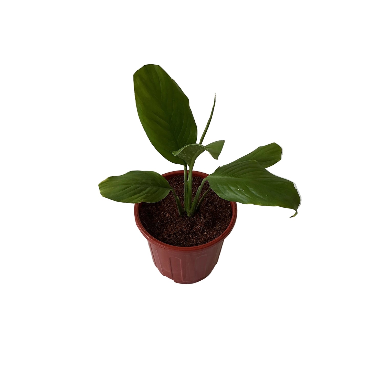 Peace Lily Plant In 6 Inch Red Nursery Pot