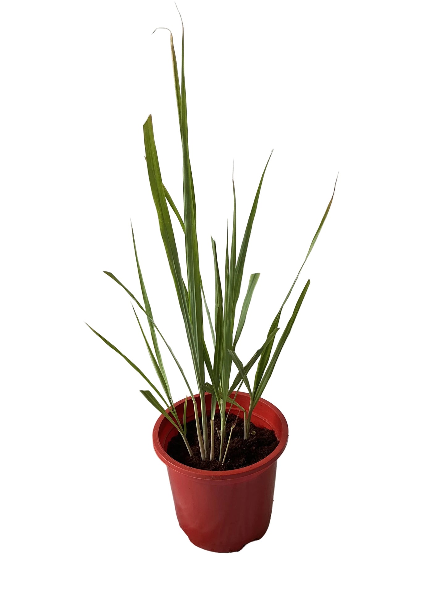 Lemon Grass Plant In 8 Inch Red Nursery Pot