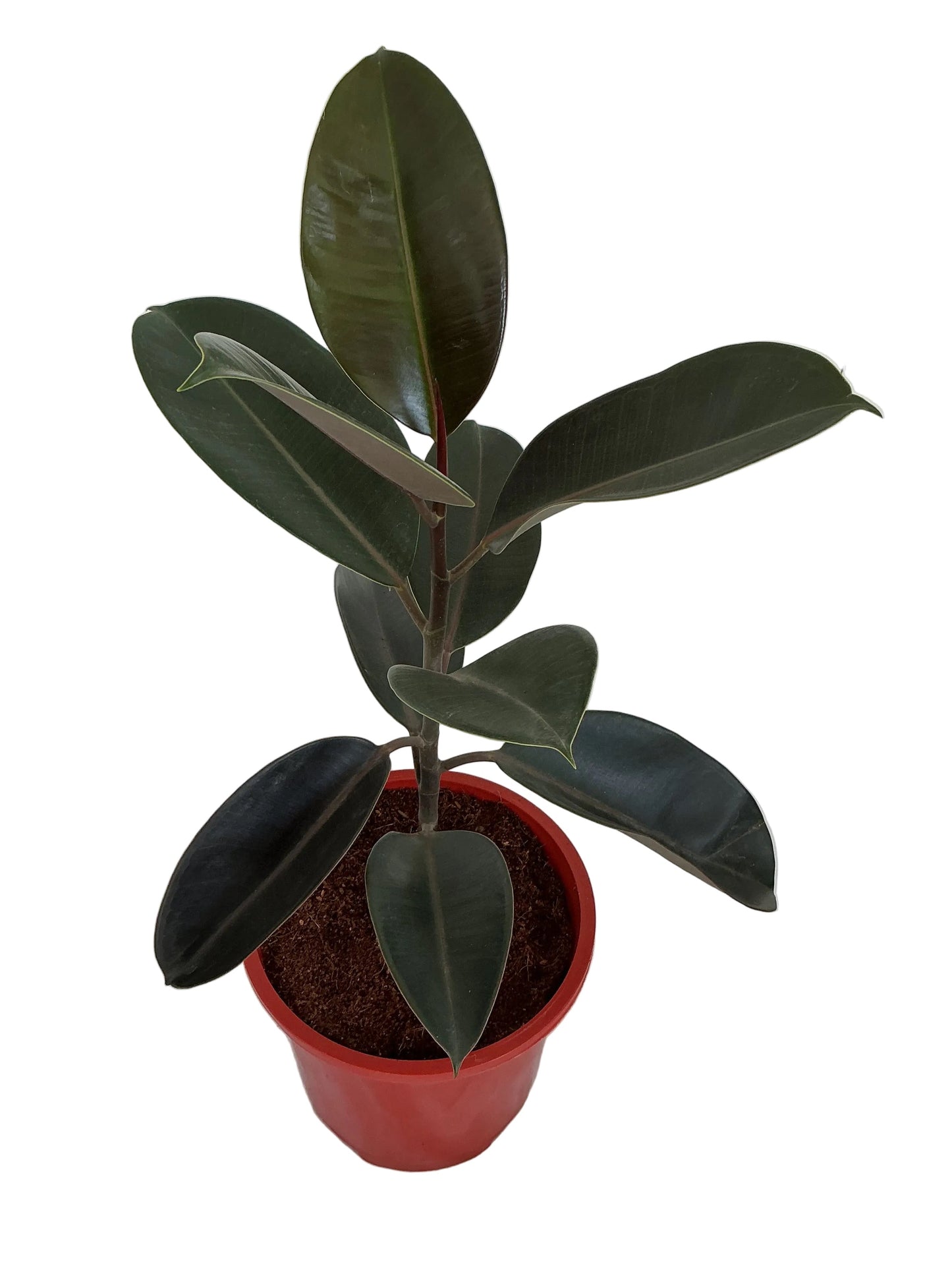 Rubber Plant Black In 8 Inch Red Nursery Pot
