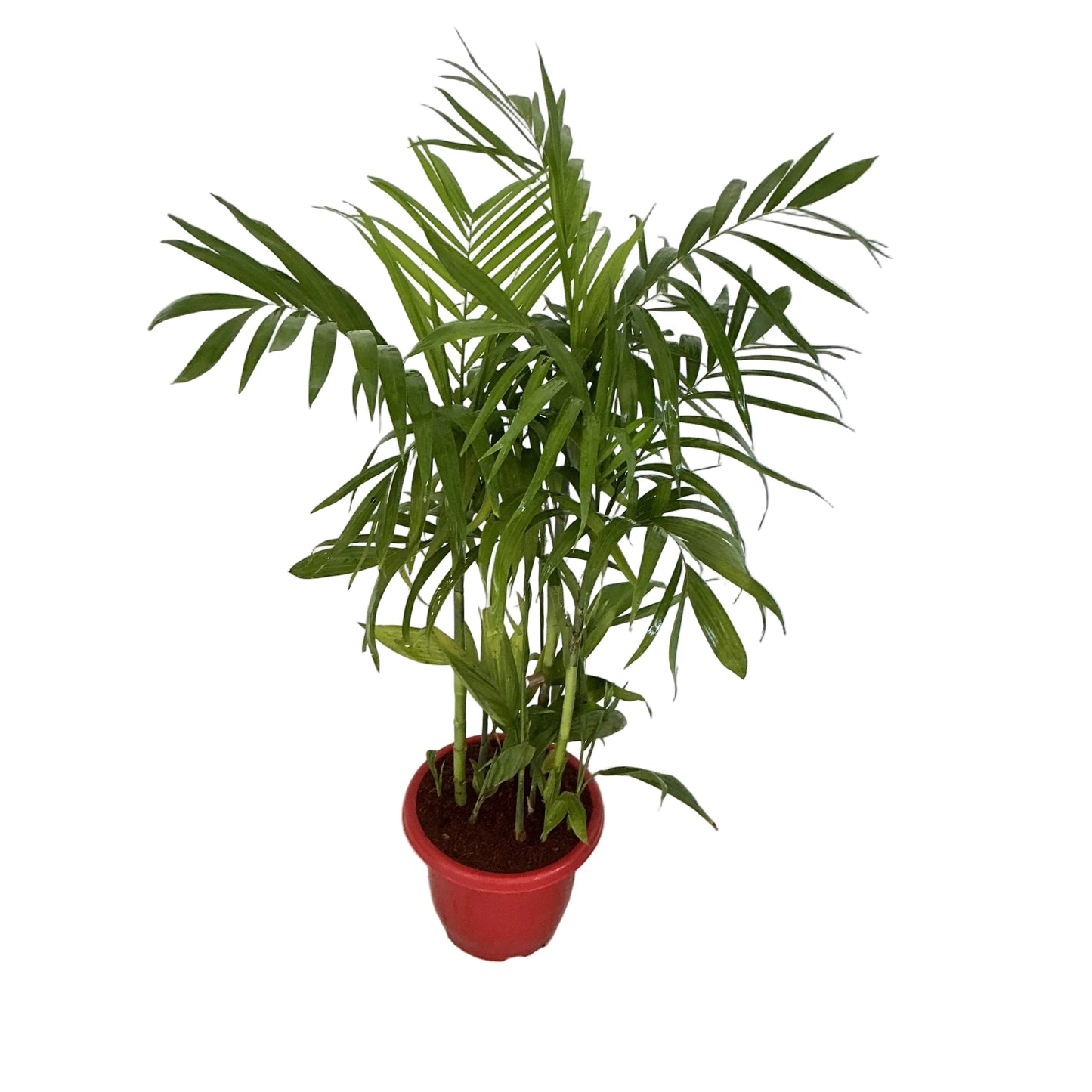 Sicotiya Palm/Bamboo Palm In 10 Inch Red Classic Pot