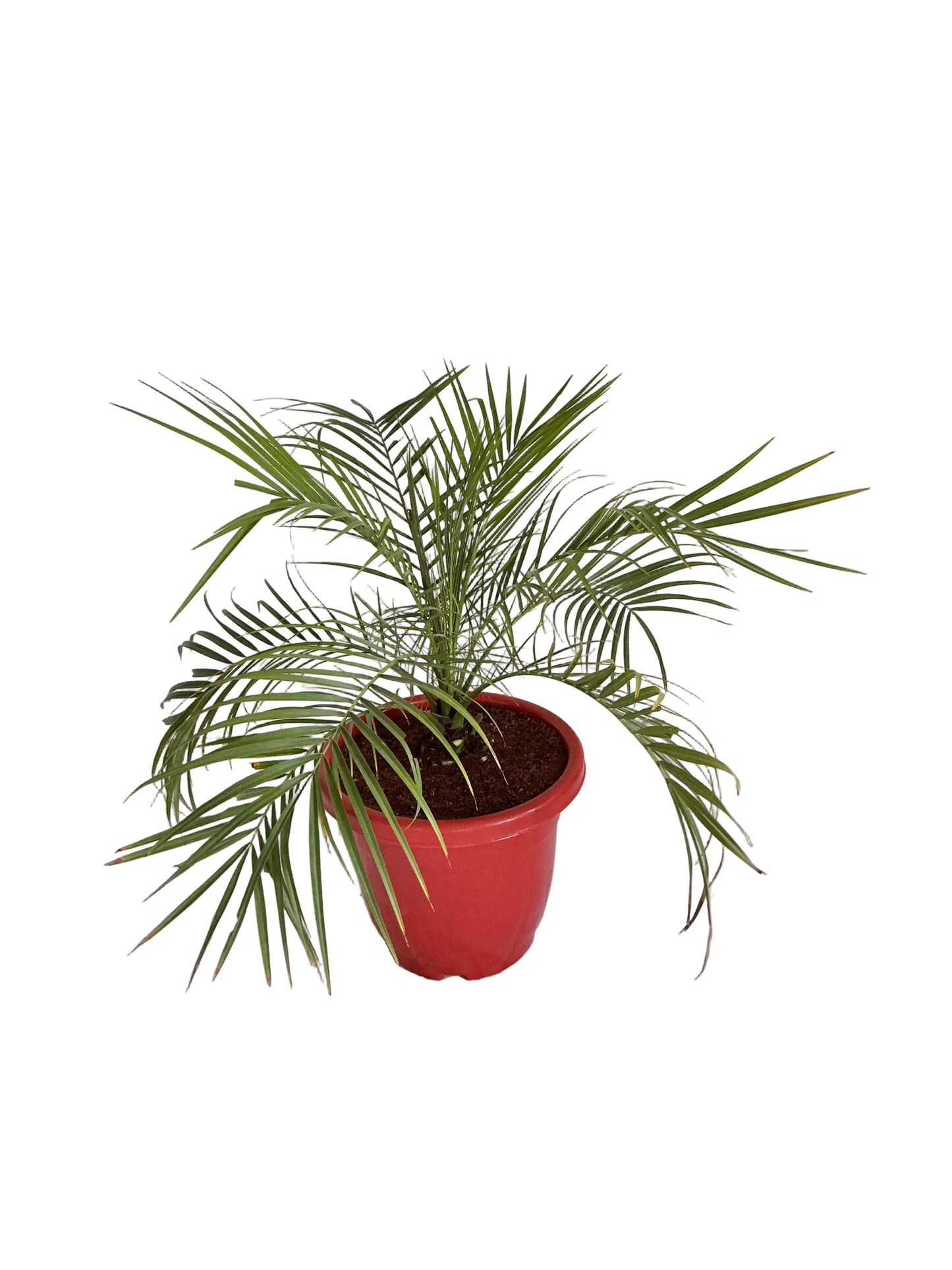 Phoenix Palm With 10 Inch Any colour Plastic Pot