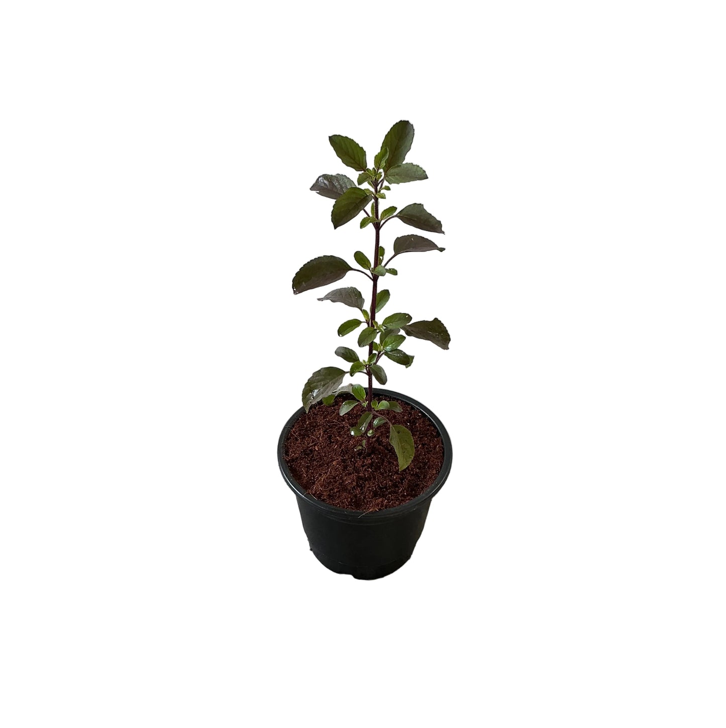 Shyama Tulsi Plant In 6 Inch Nursery Pot