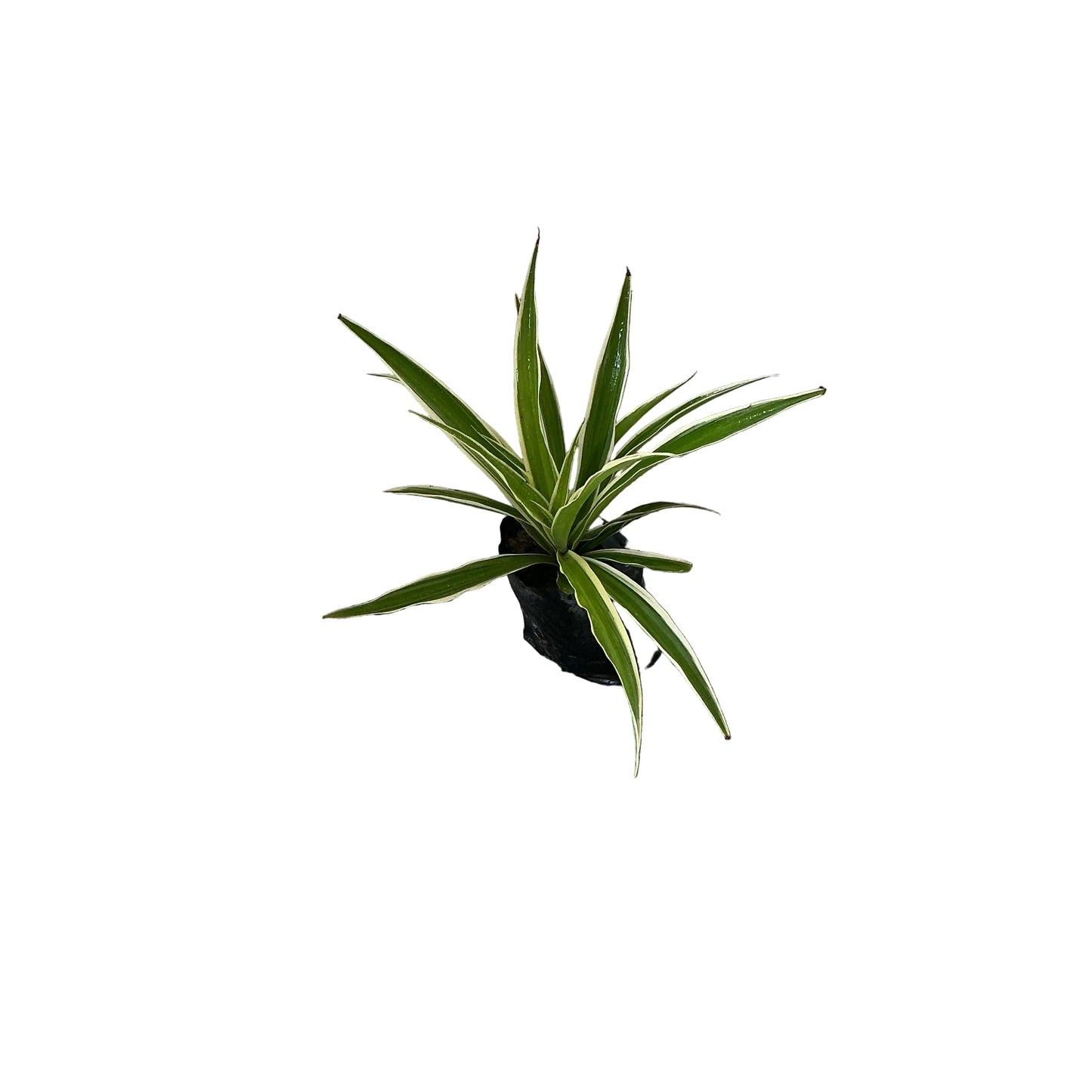 Spider/Chlorophytem Plant In 4 Inch Poly Bag