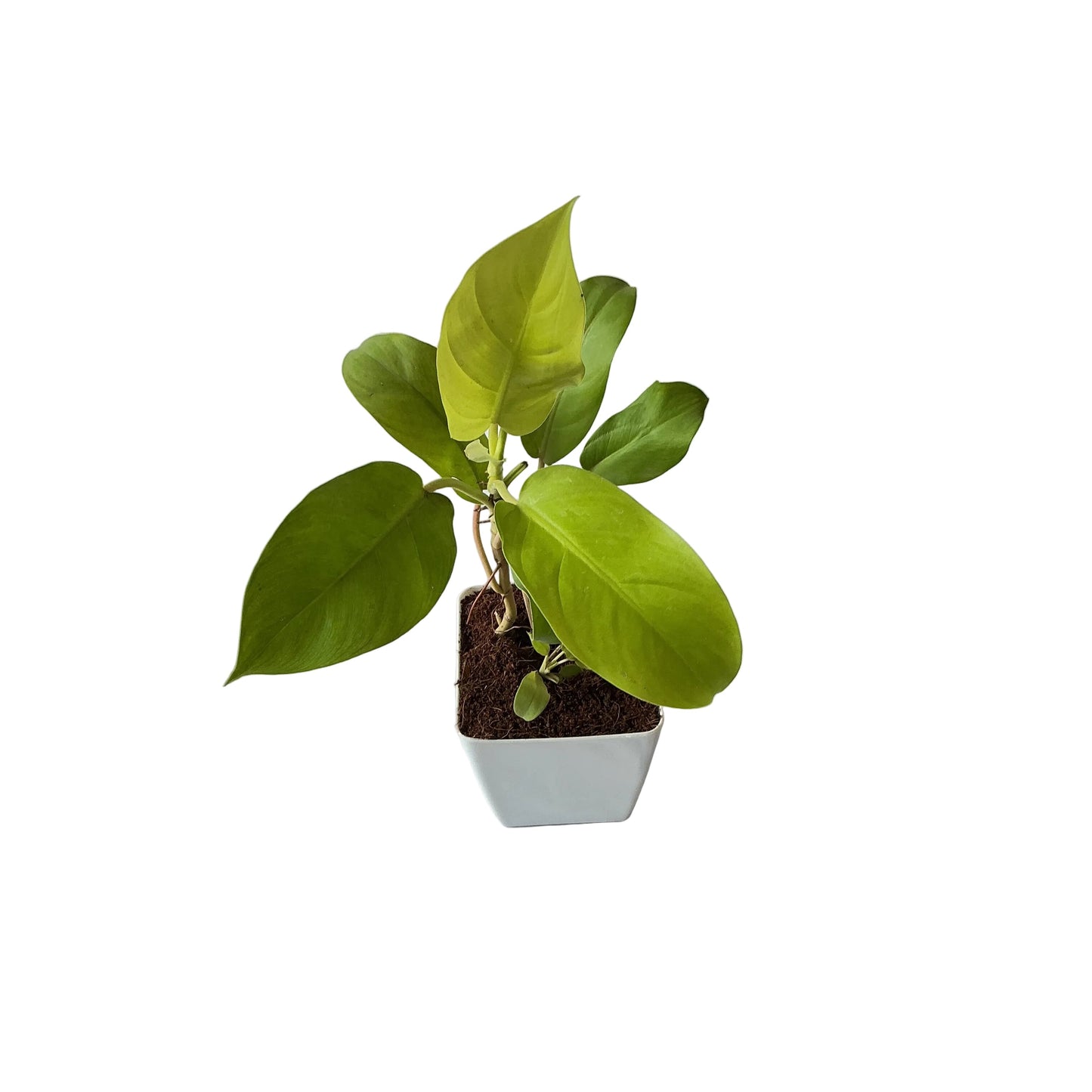 Golden philodendron in 4 inch white orchid square pot