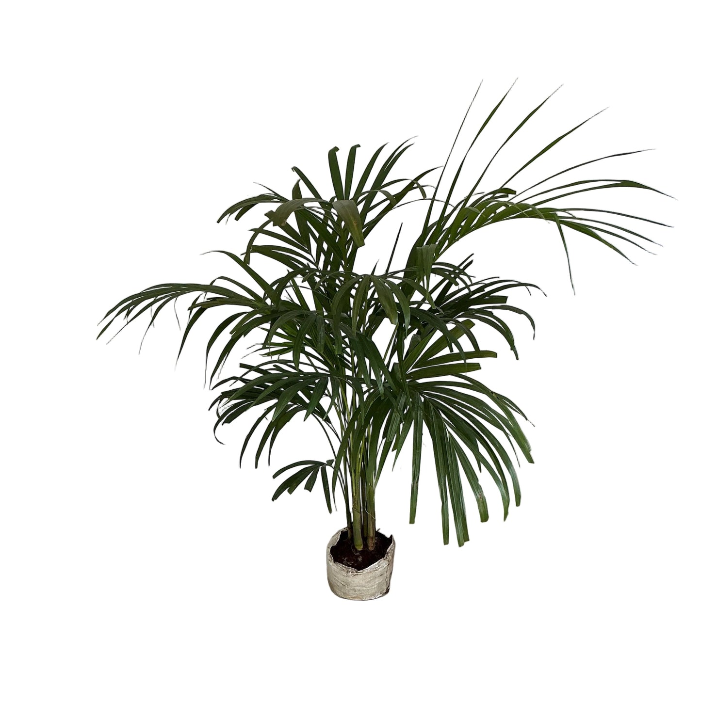Arica Palm In 6 Inch Bag