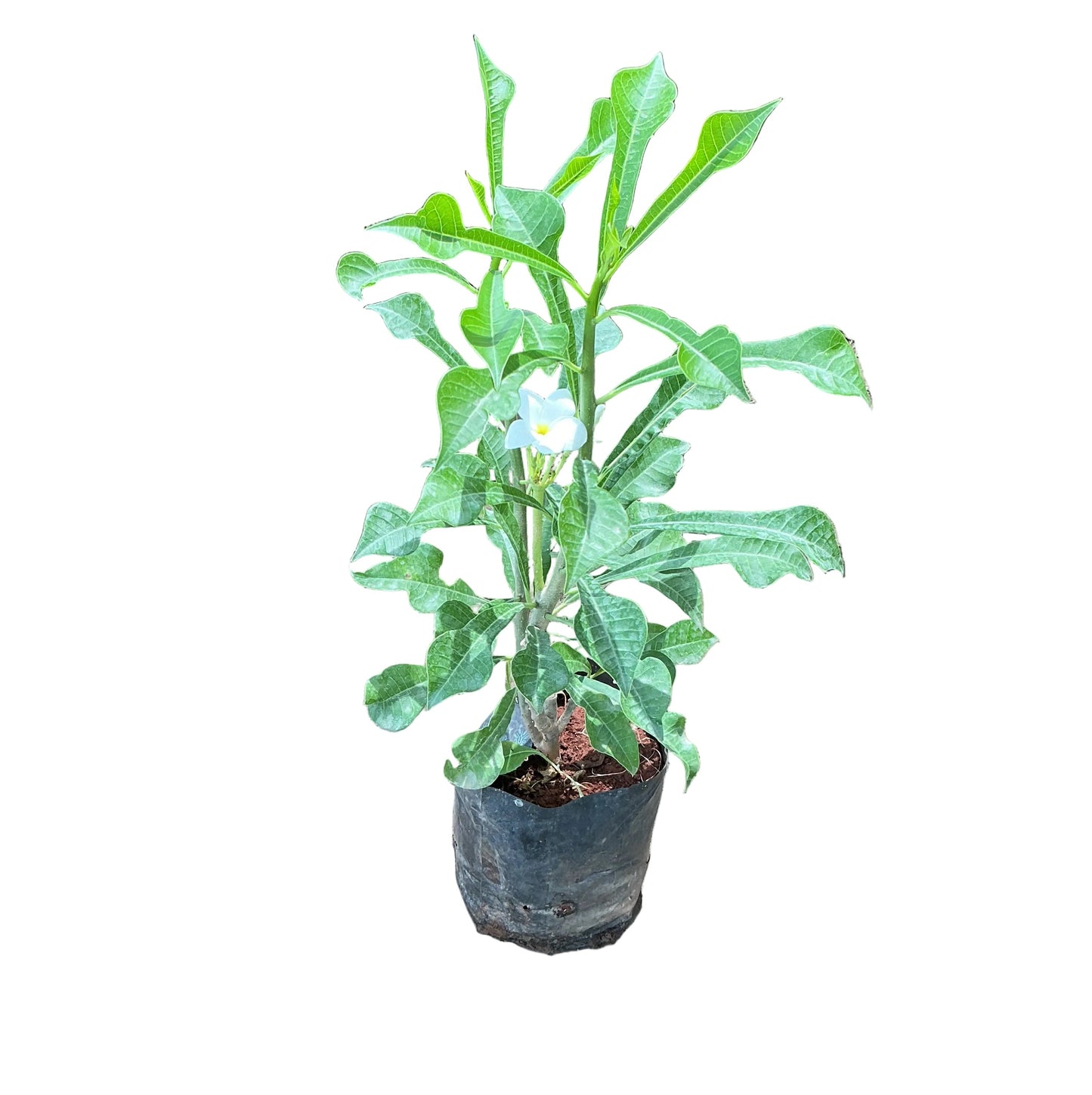 Nag Champa Plant In 10 Inch Poly Bag