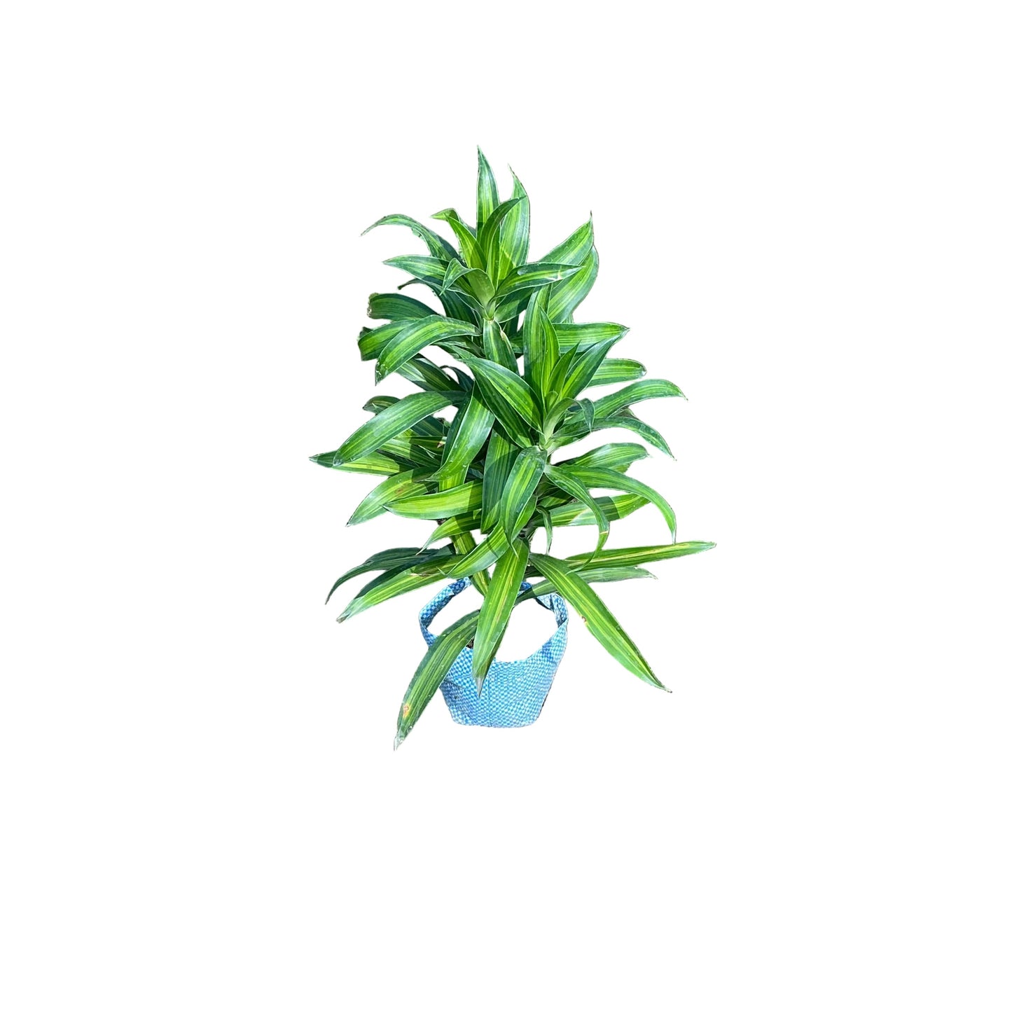 Dracaena Messenger Plant In 4 Inch Bag