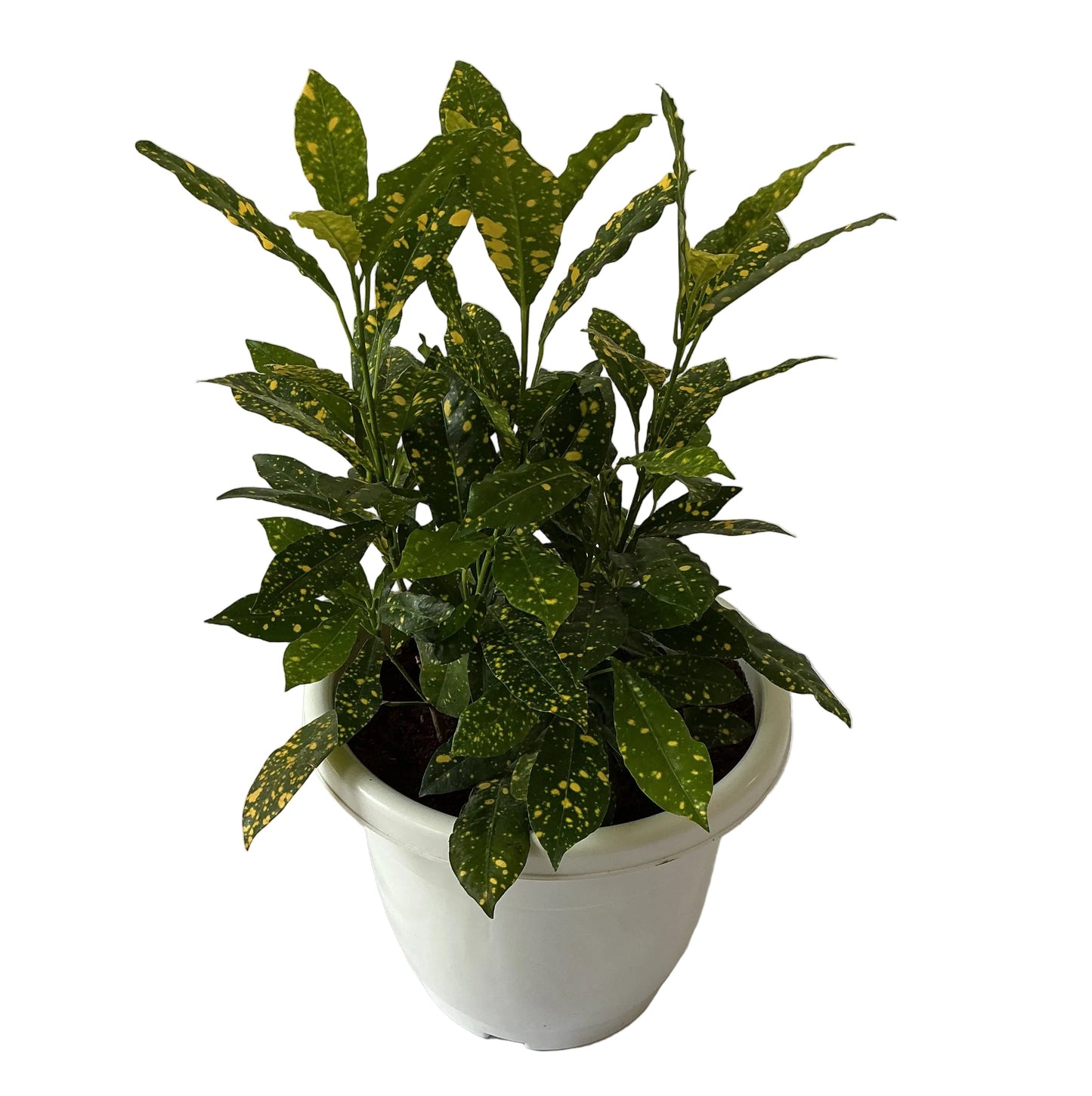 Baby Croton Plant In 10 Inch White Classic Pot