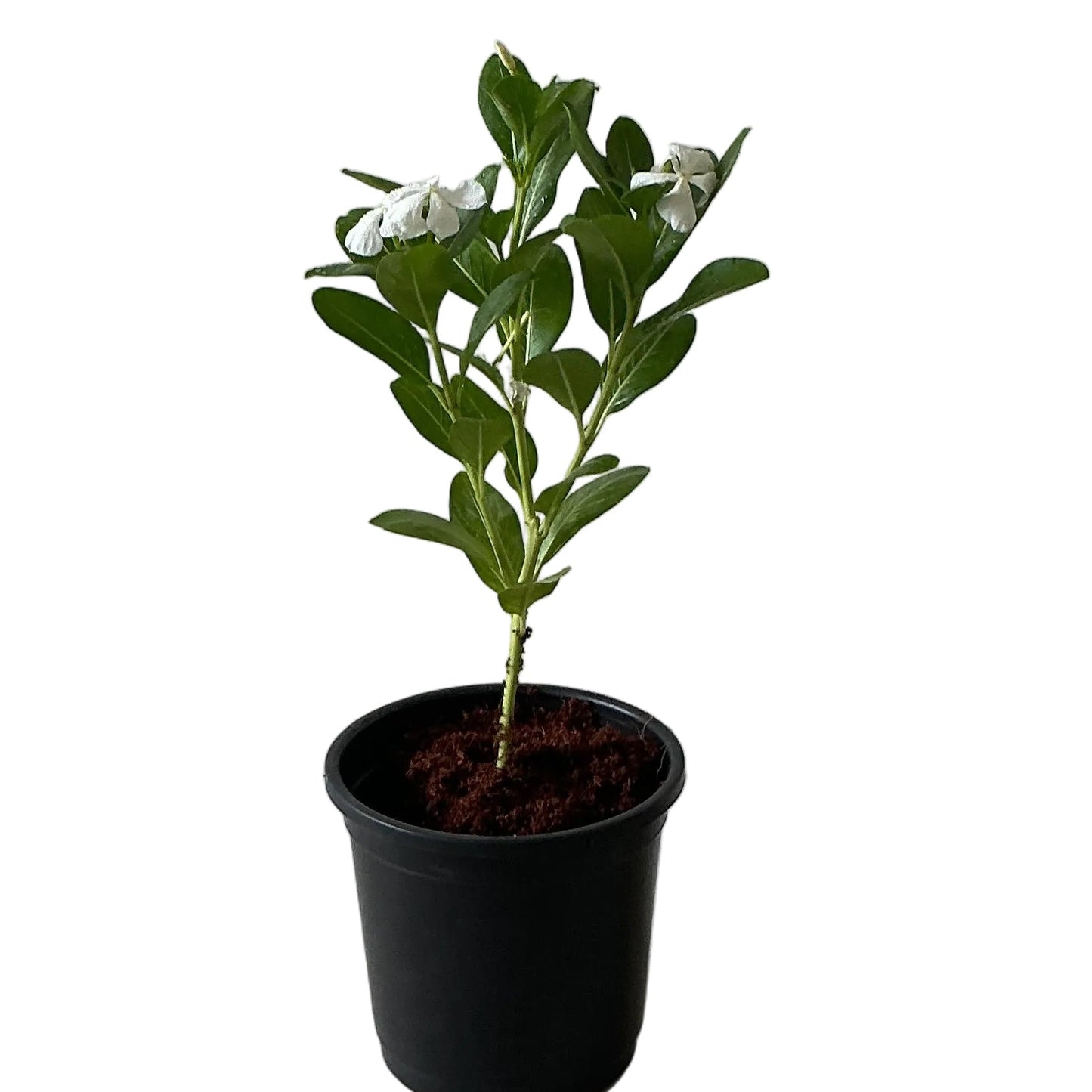 Sadabahar Flower Plant Any Colour In 6 Nursury Pot