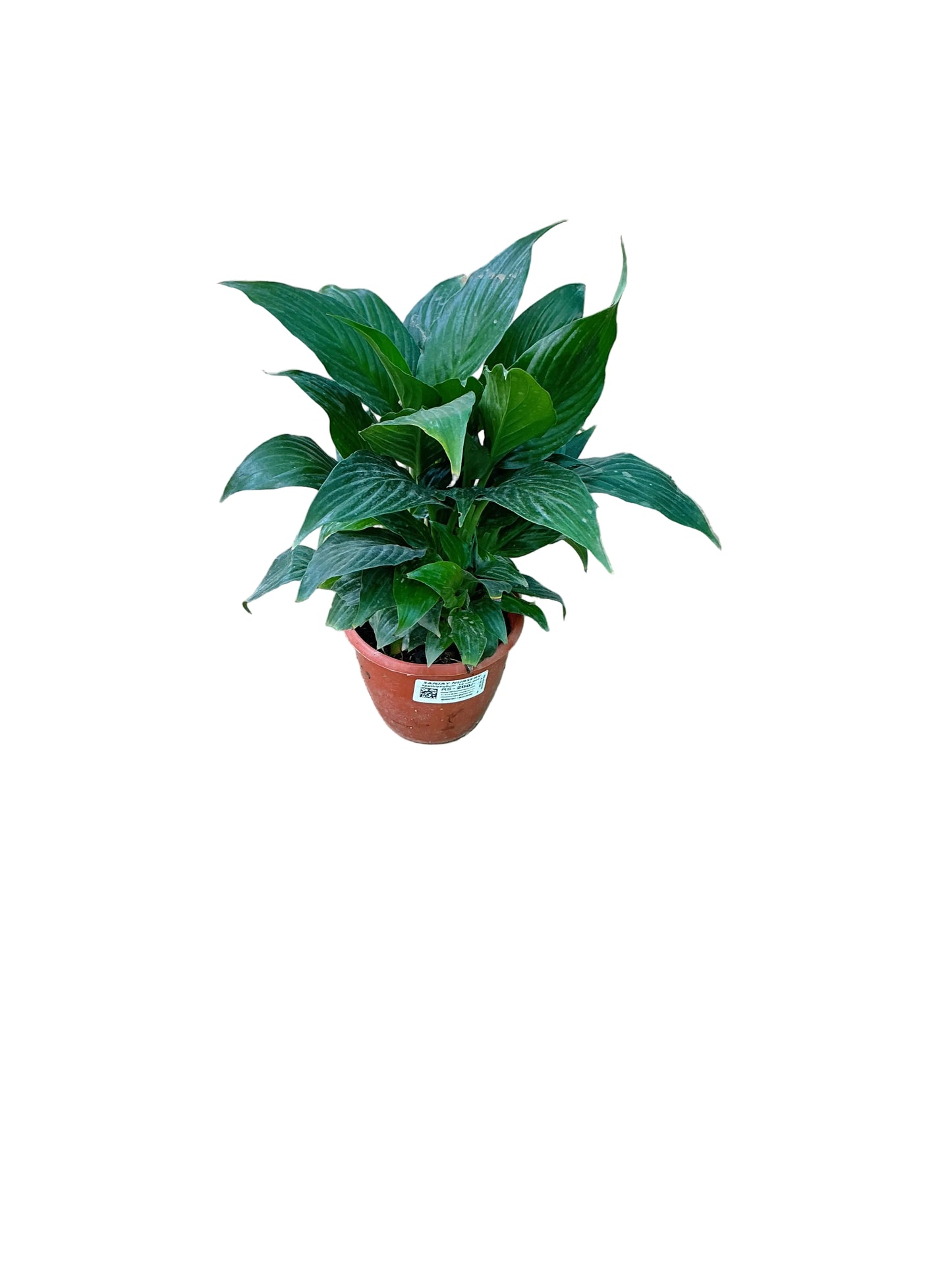 Peace Lily Plant In 6 Inch Nursery Pot