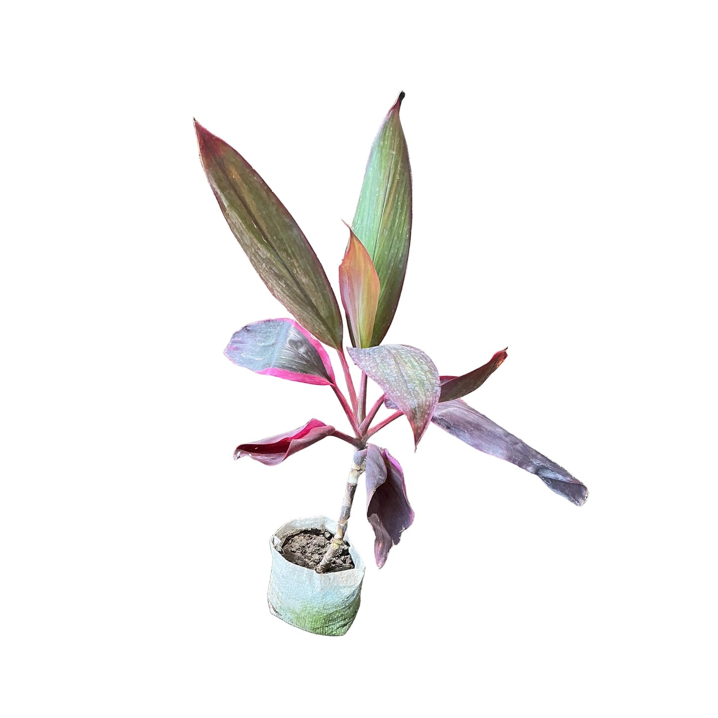 Dracaena Red Mahatma Plant In 4 Inch Bag