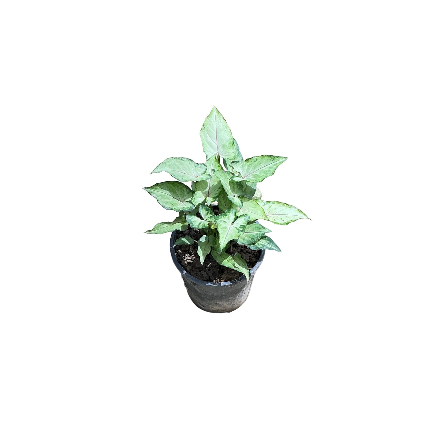 Singoniuam Green Dwarf Plant In 4 Inch Black Nursery Pot