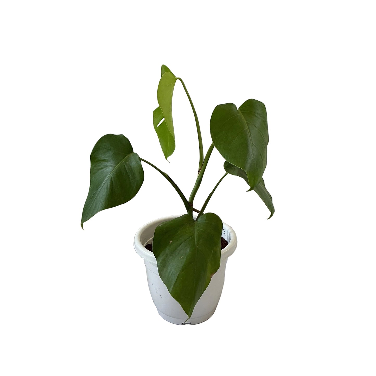 Monstera Plant In 10 Inch White Classic Pot