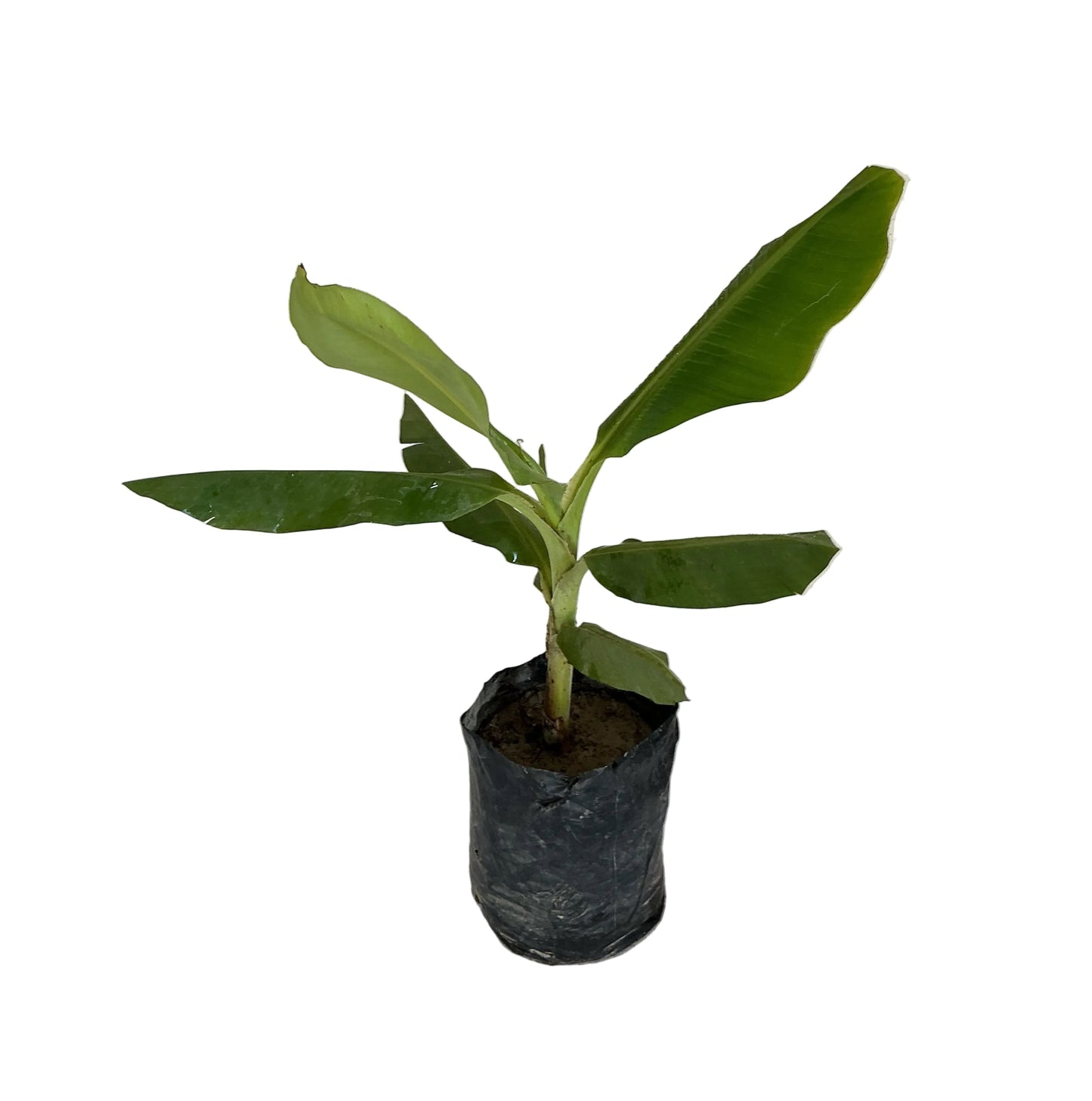 Banana tree in 10 inch poly bag