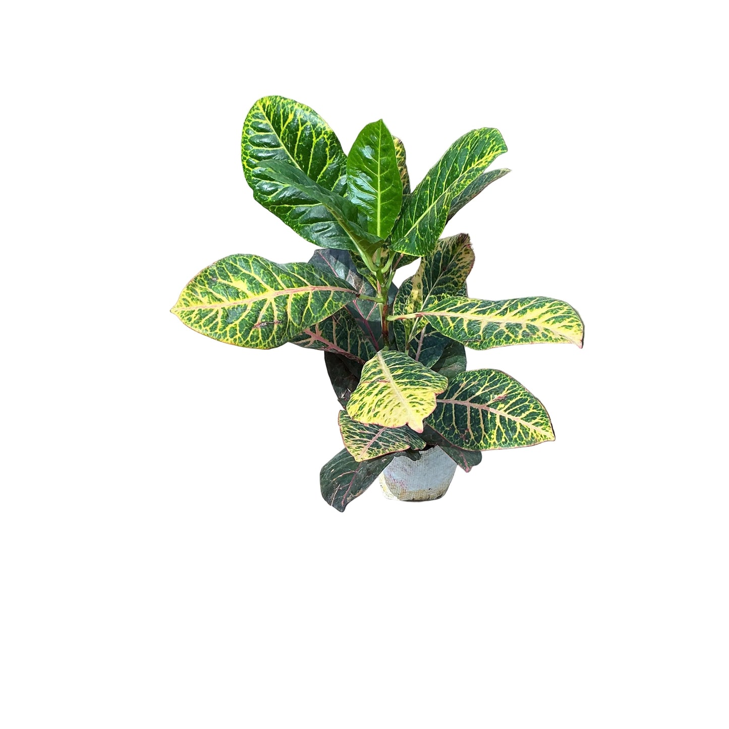 Patra Croton Plant In 4 Inch Bag