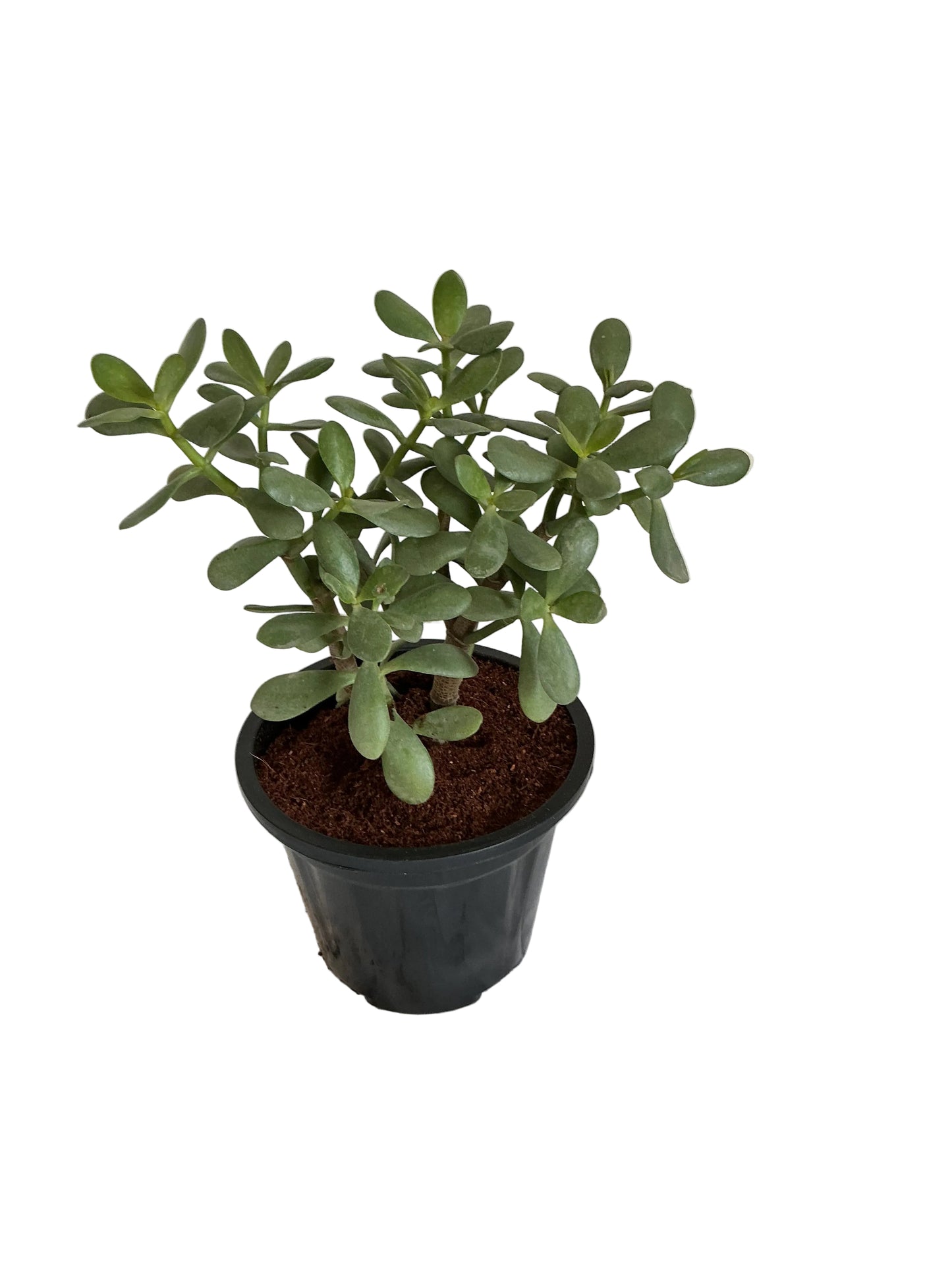 Crassula plant in 6 inch black nursery pot
