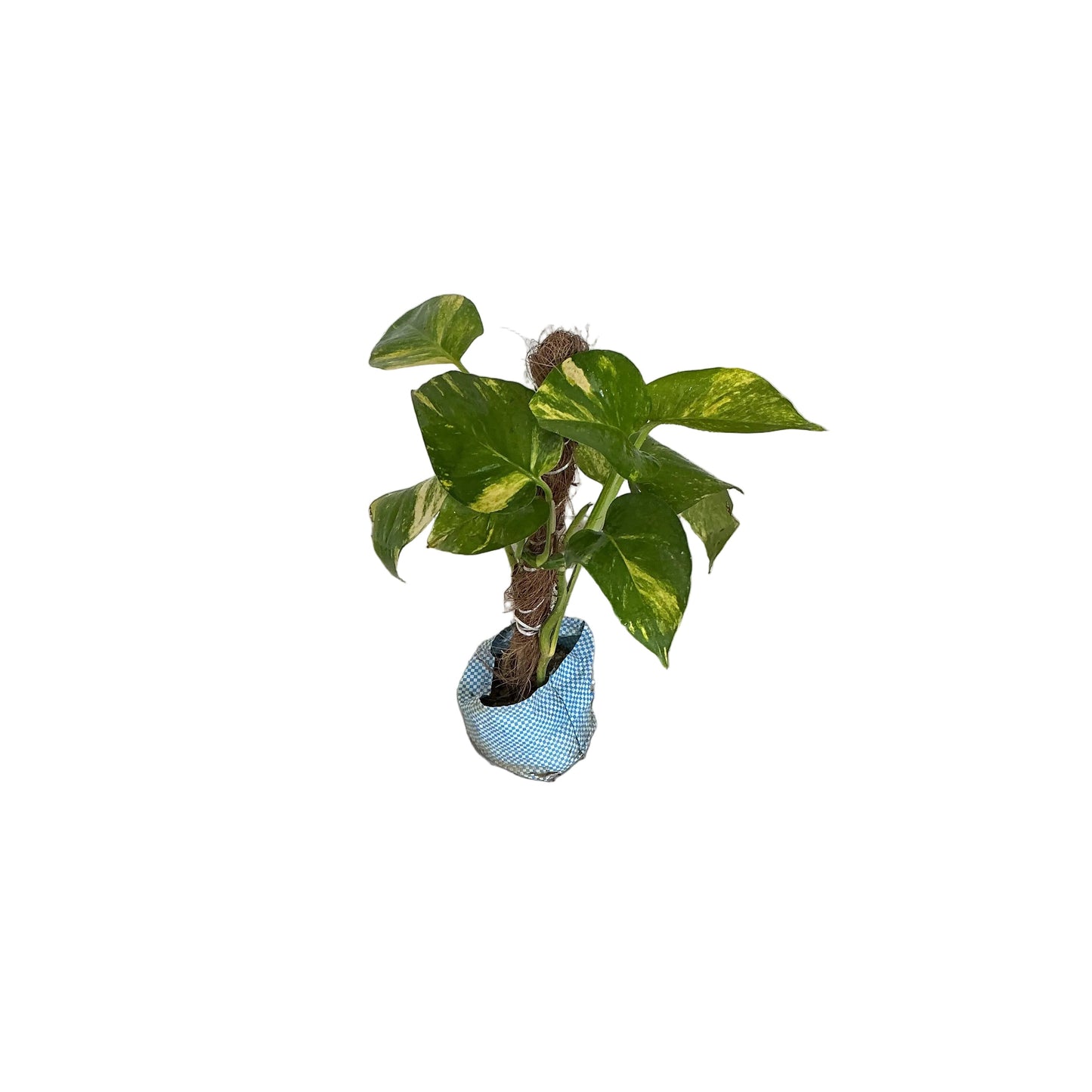 Money Plant With 1 Feet Mosstick In 4 Inch Bag