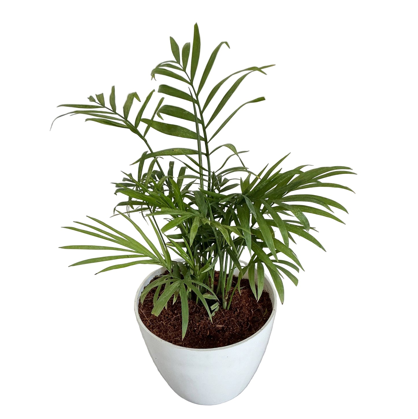 Chamaedorea plant in 4 inch white orchid round square pot
