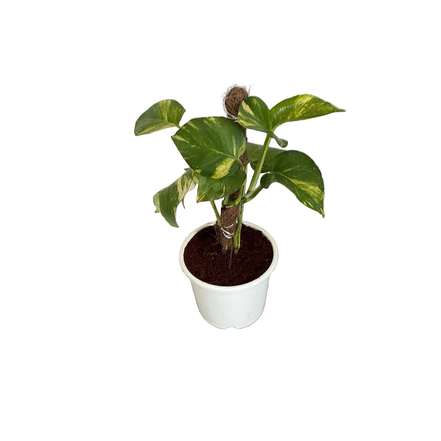 Money Plant In 6 Inch White Nursery Pot