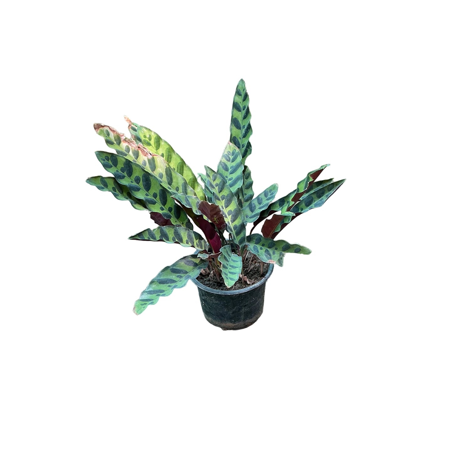 Calathea Lancifolia Plant In 6 Inch Nursery Pot