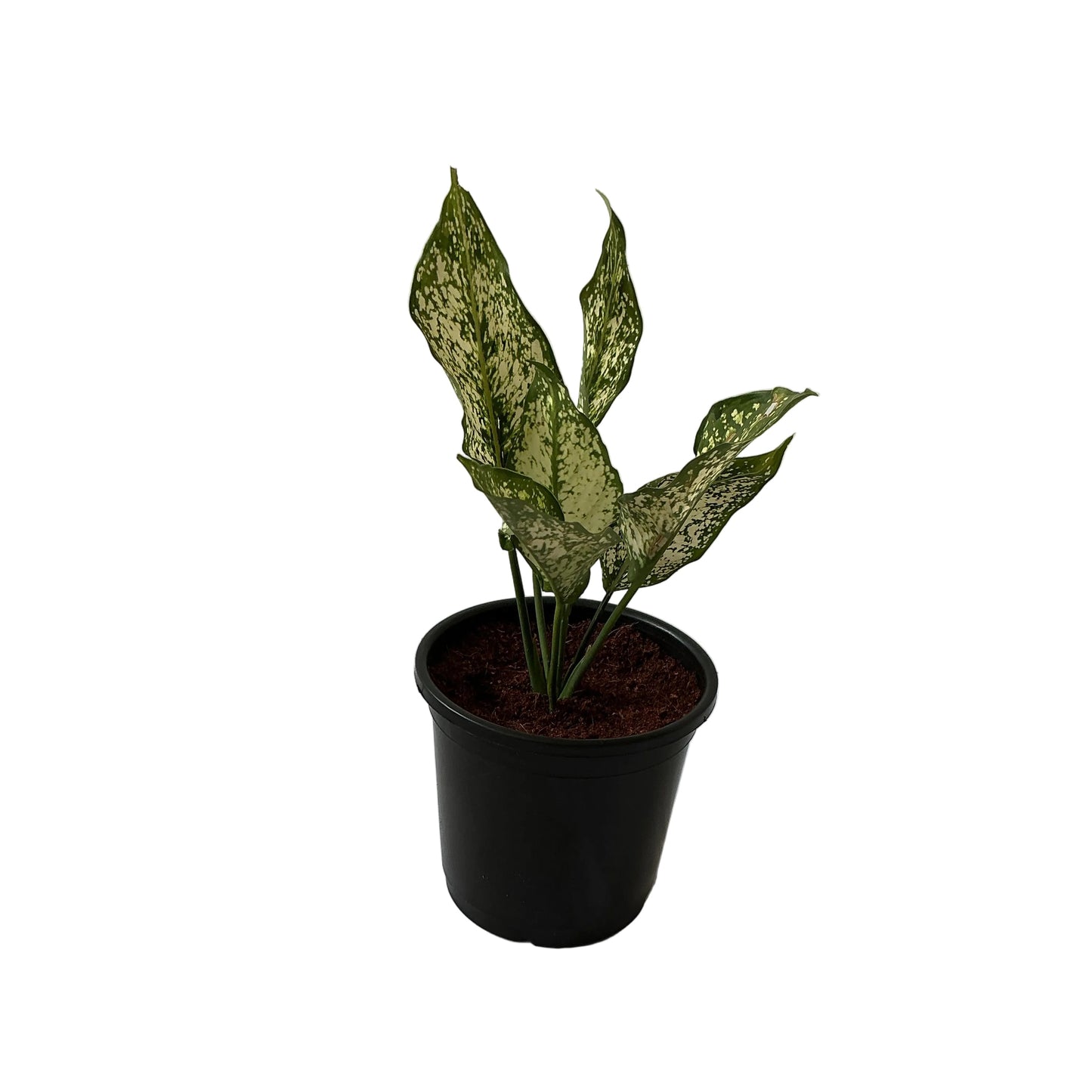 Snow White Plants In 6 Inch Black Nursery Pot