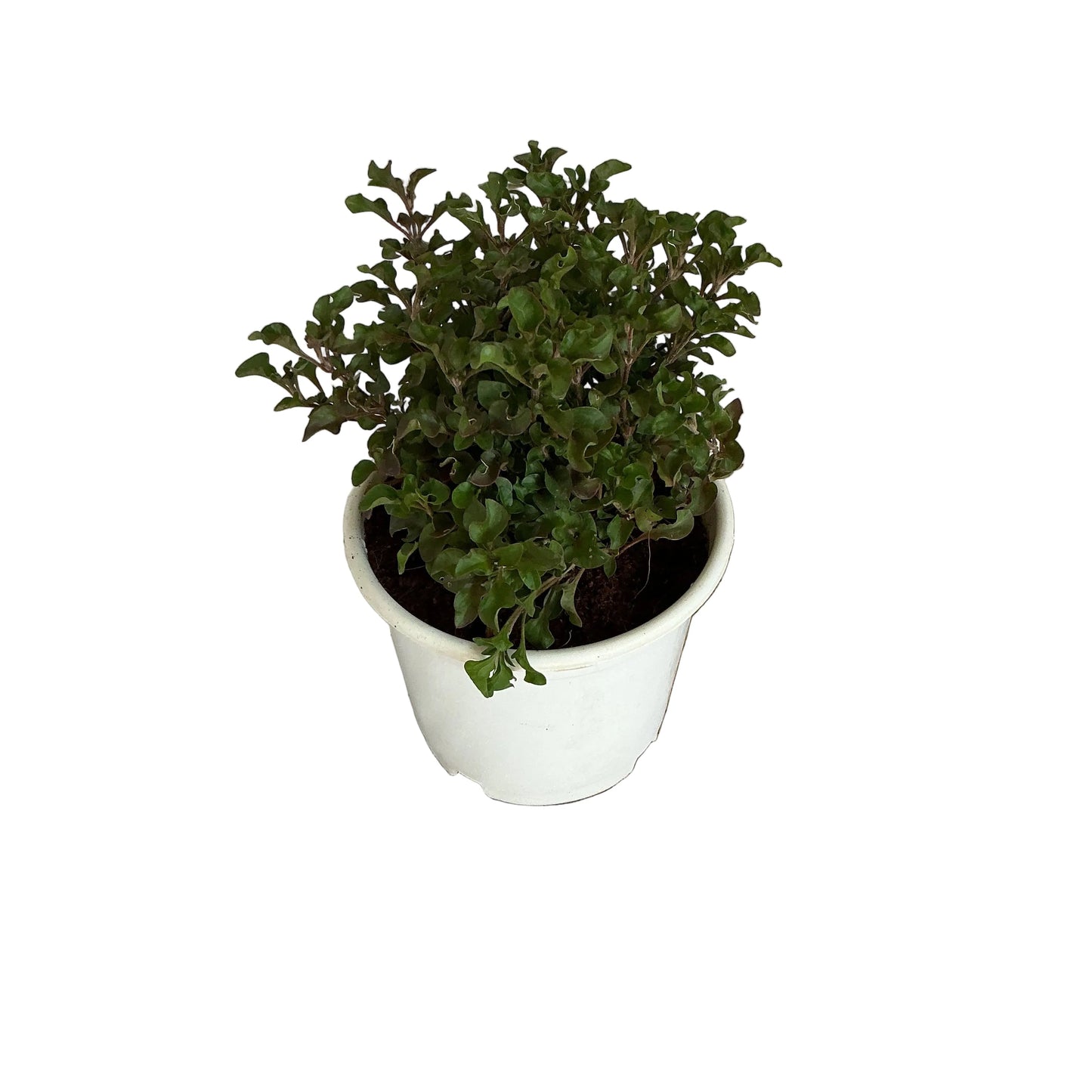 Lady Anthra plant in 6 inch white nursery pot
