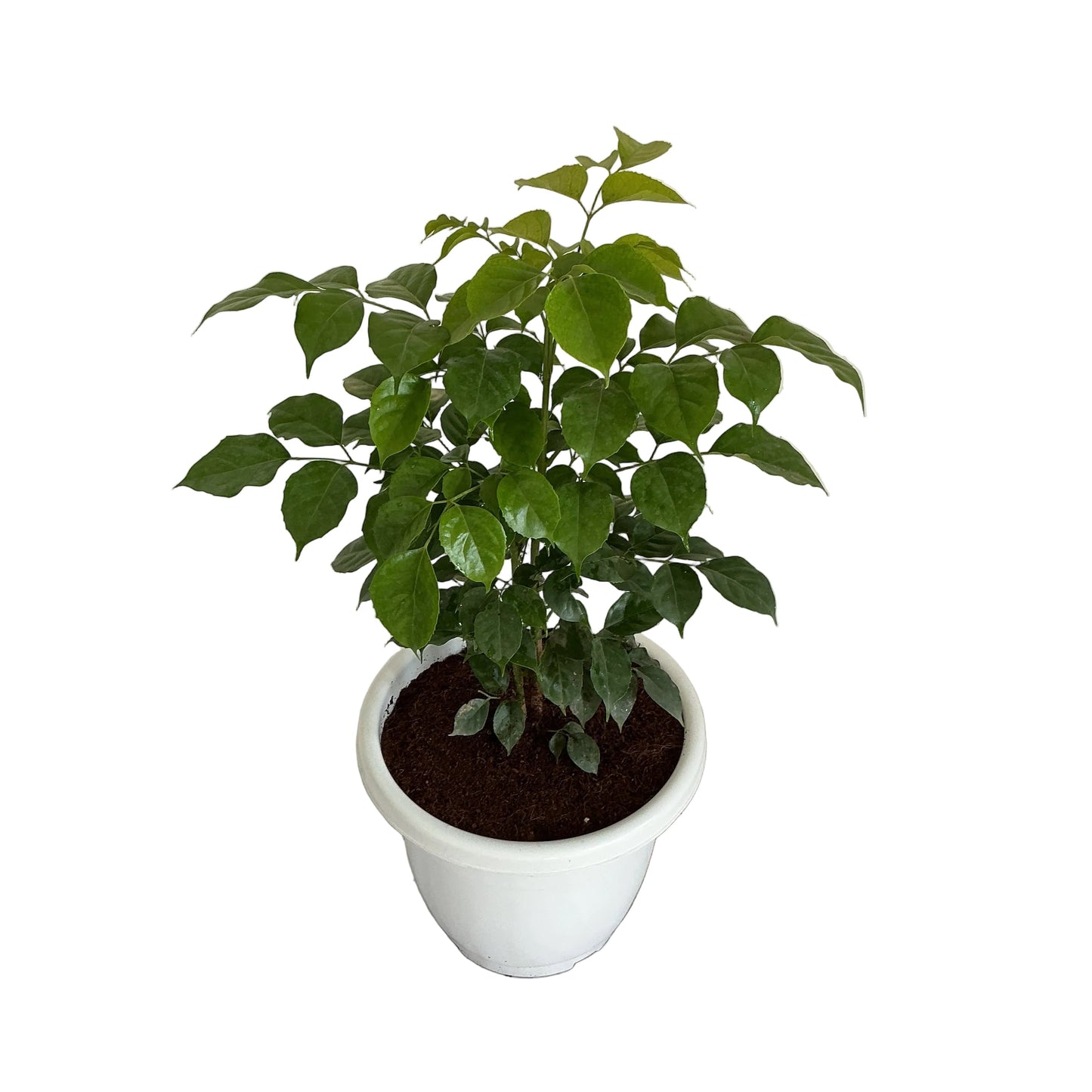 Redar Macheera Plant (China Doll Plant) In 10 Inch Classic Withe Pot