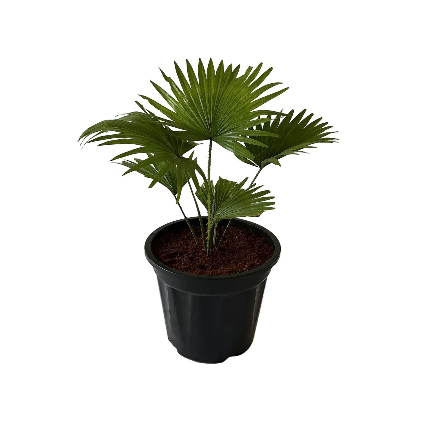 China Palm 10 Inch Black Nursery Pot