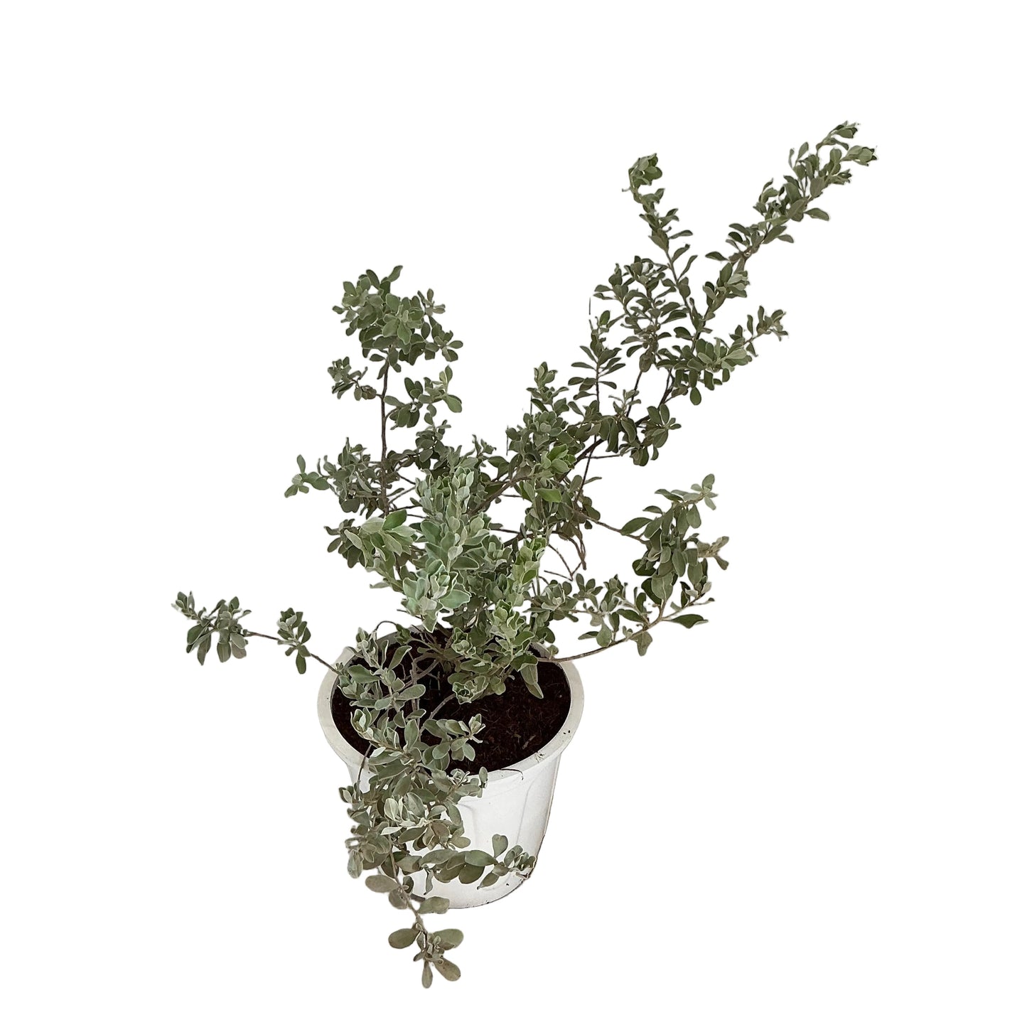 Leucophyllum Flower Plant in 8 inch white nursery pot
