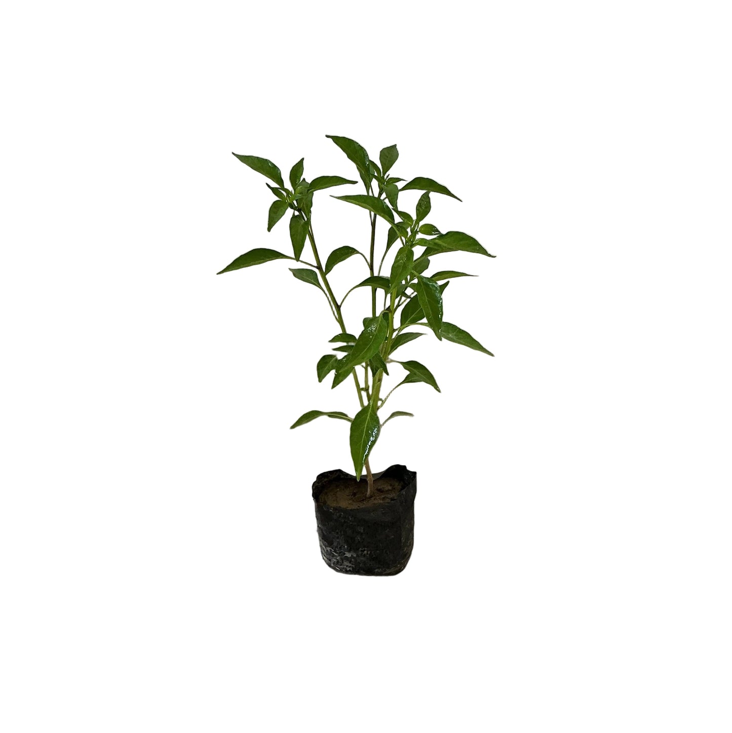 Green Chilli/ Mirchi Plant In 4 Inch Poly Bag
