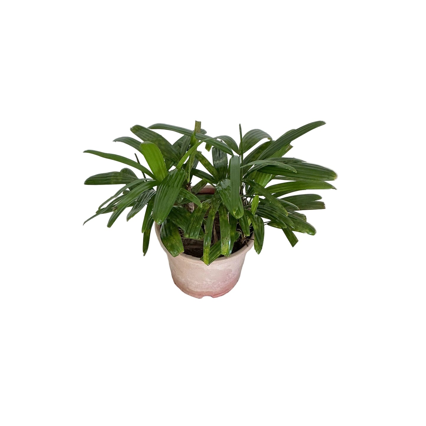 Rhapis Palm Plant In 8 Inch Pot