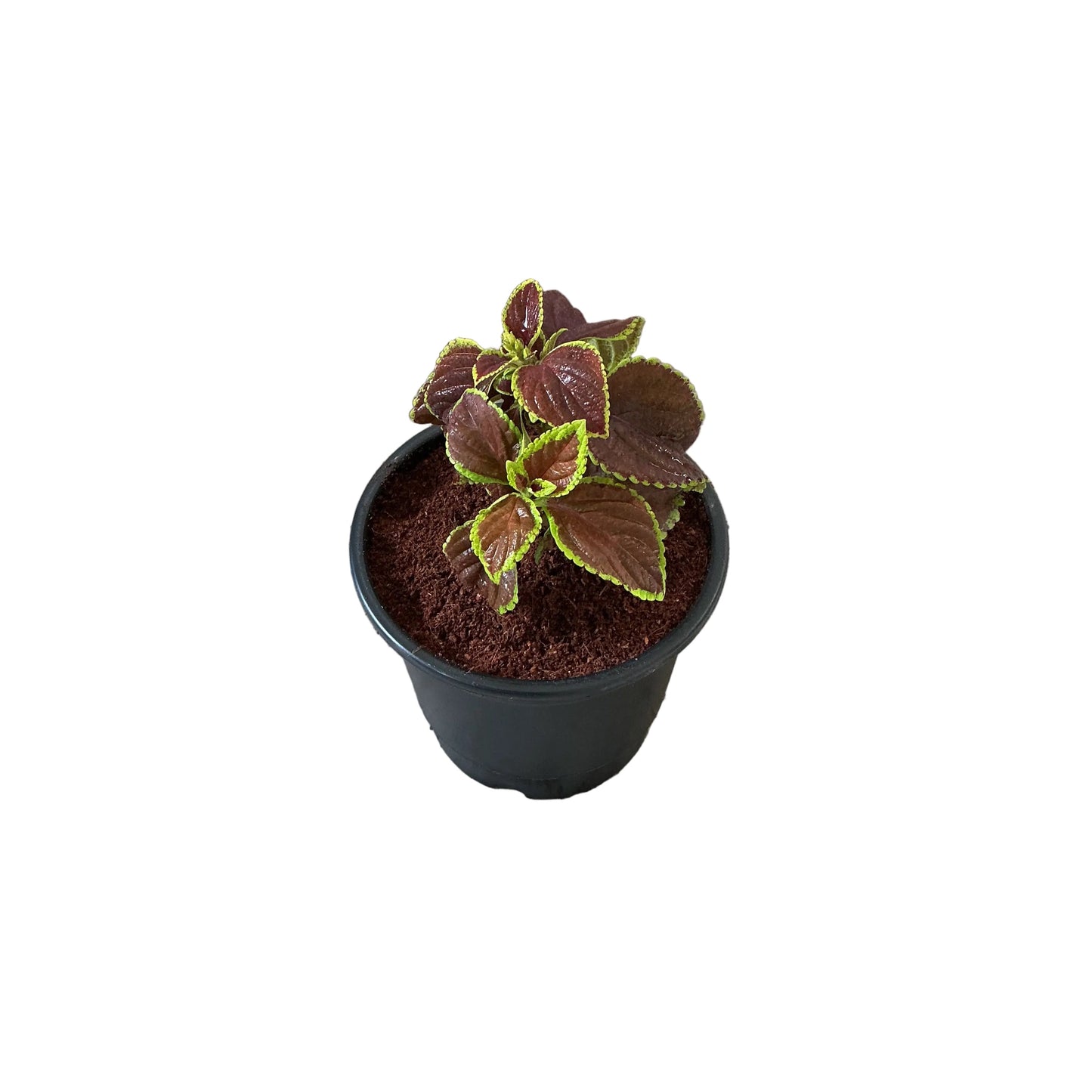 Coleus Plant any colour In 6 Inch Nursery Pot