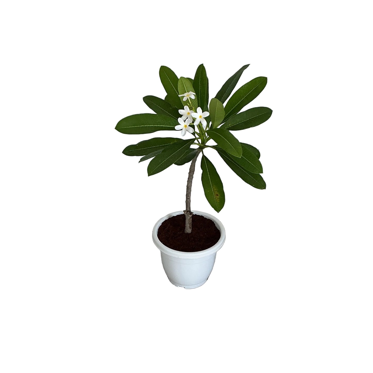 Champa Plants In 10 Inch White Classic Pot