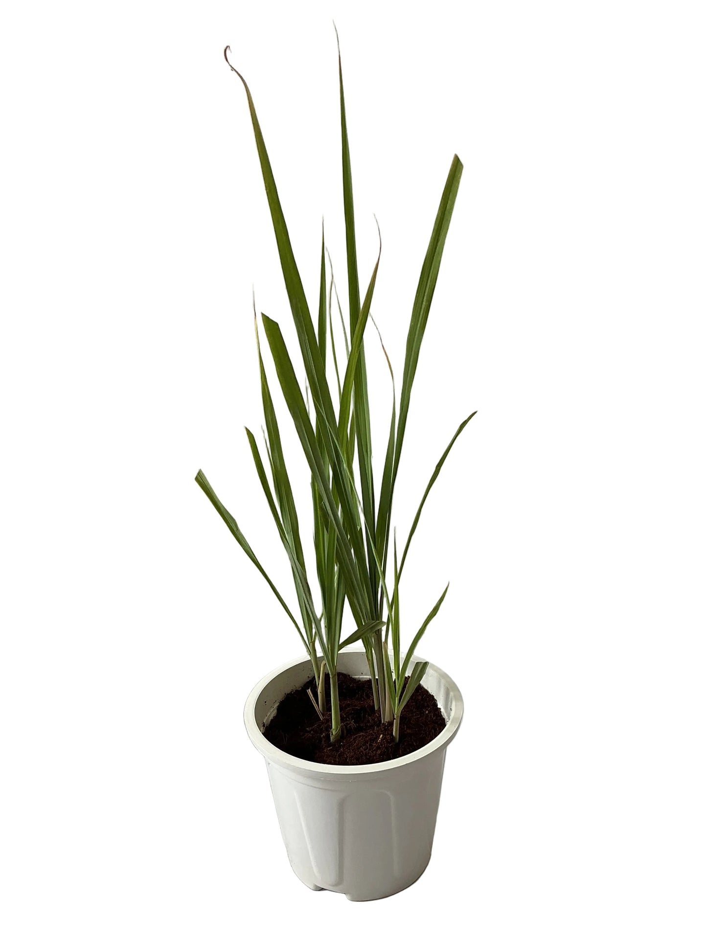 Lemon Grass Plant In 8 Inch White Nursery Pot